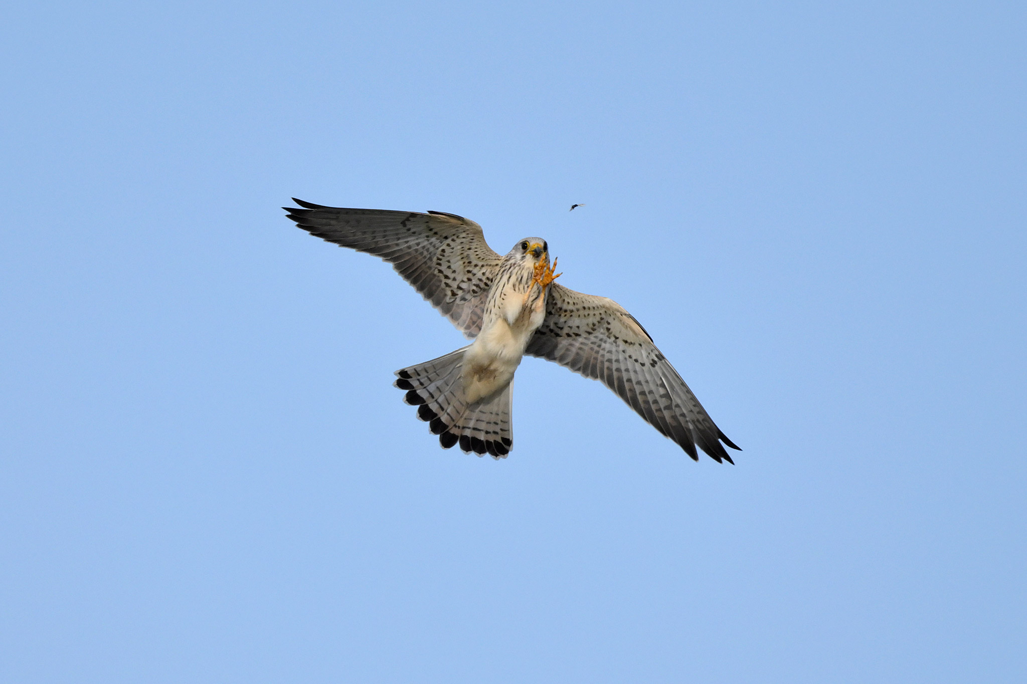 Caccia al falco grillaio #2