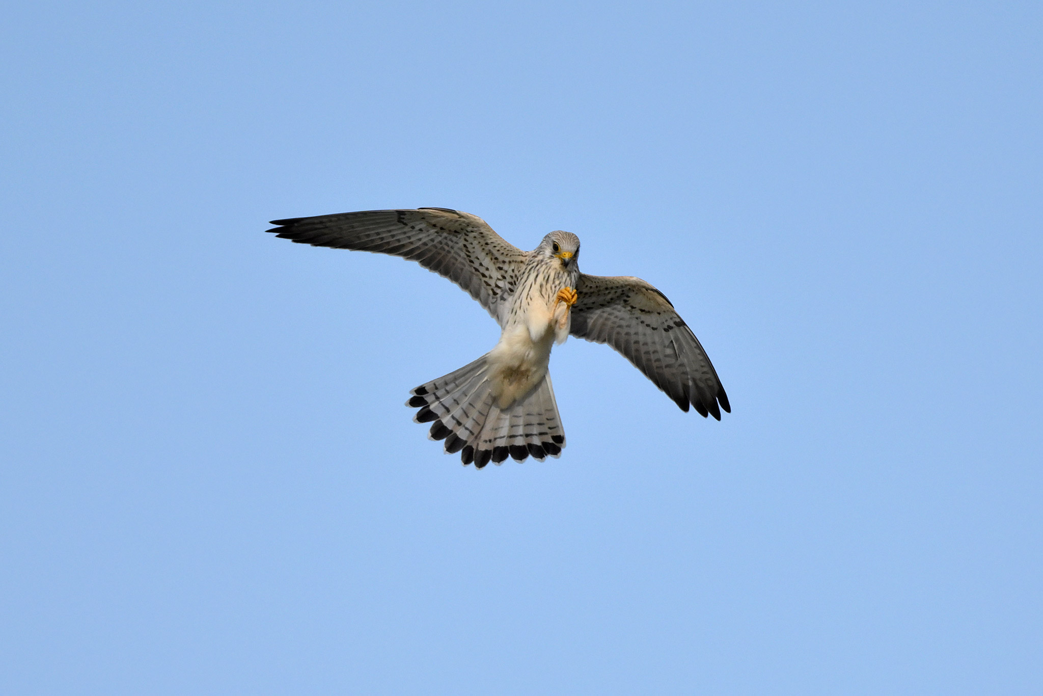 Caccia al falco grillaio #3