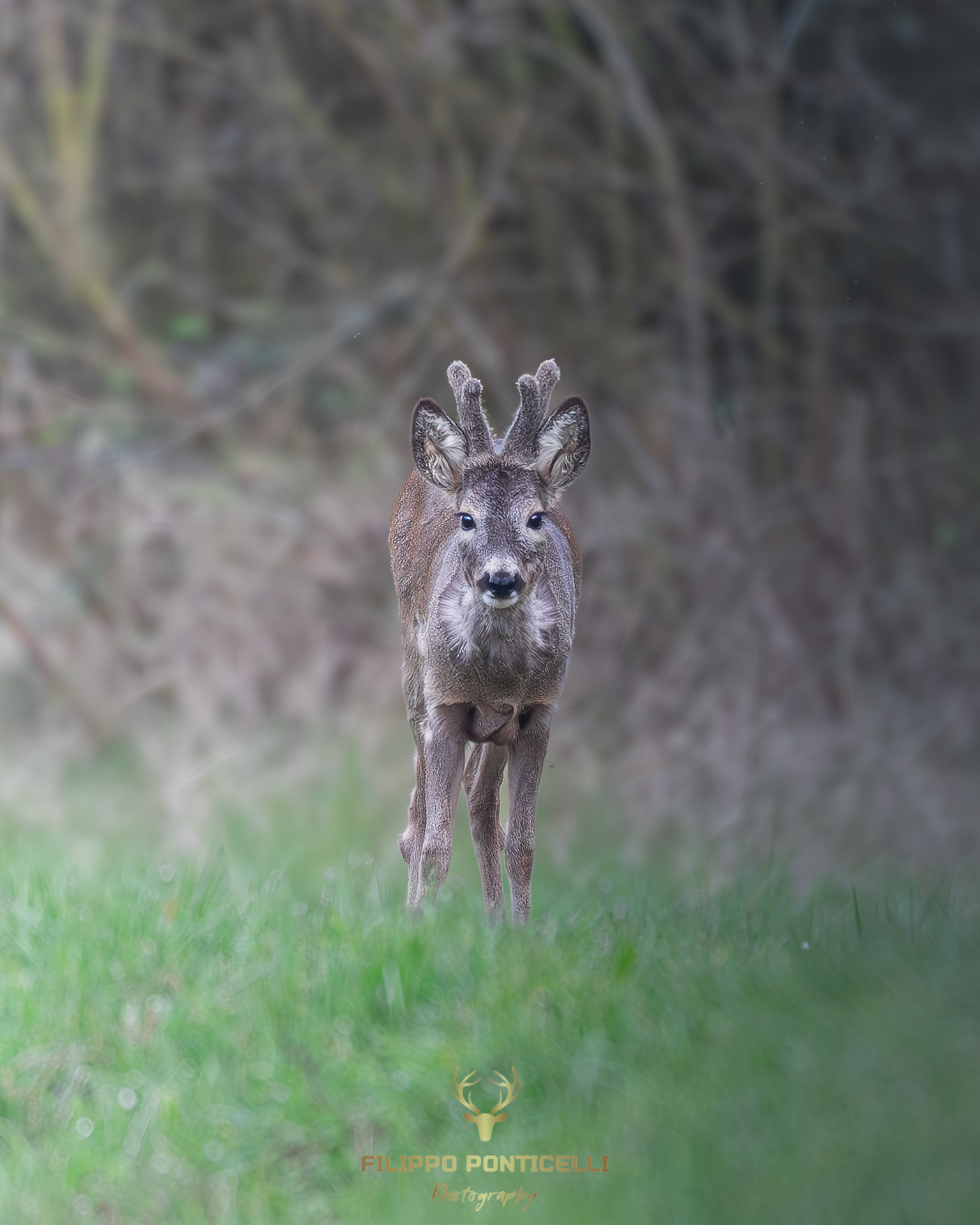 Roe deer