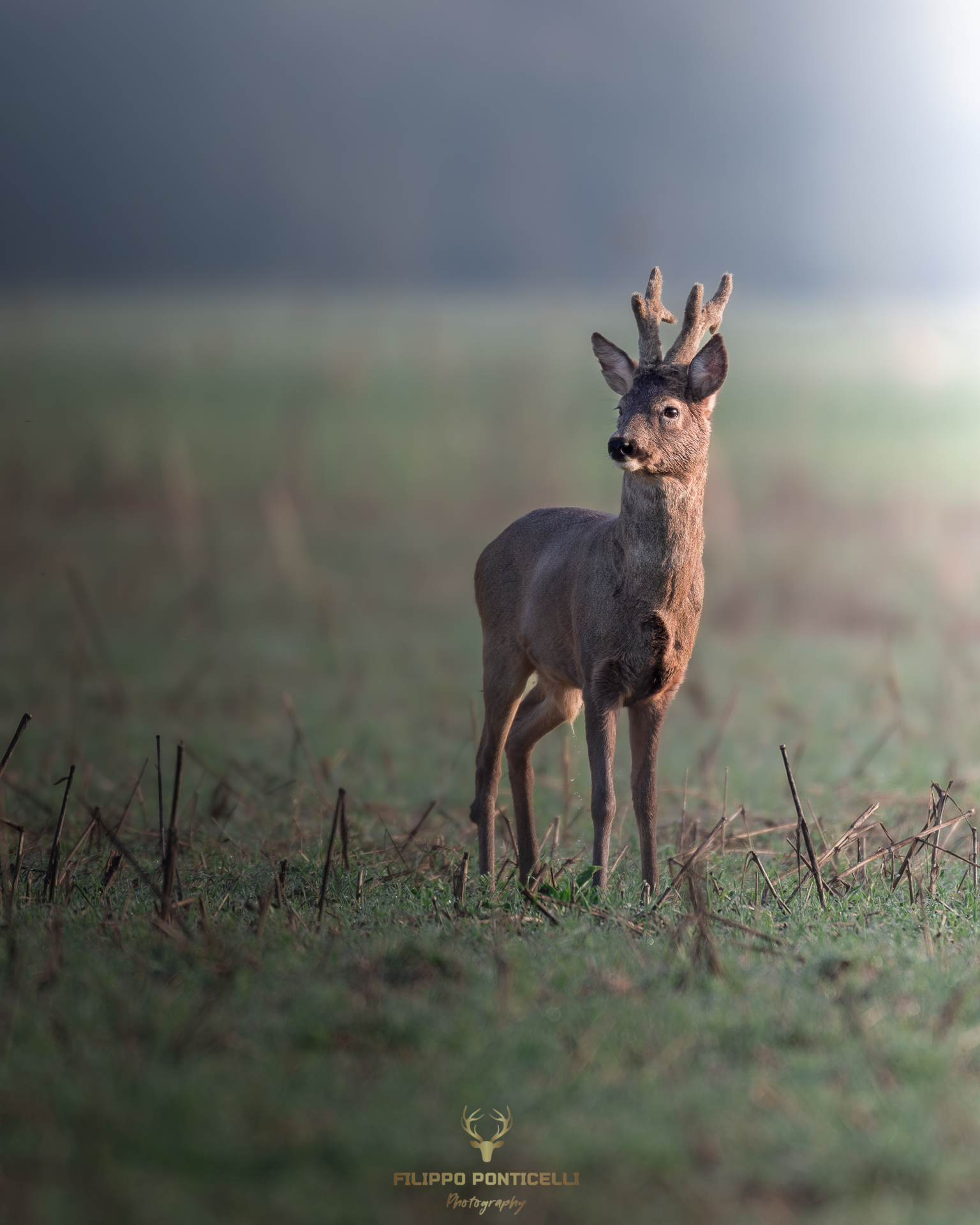 Roe deer