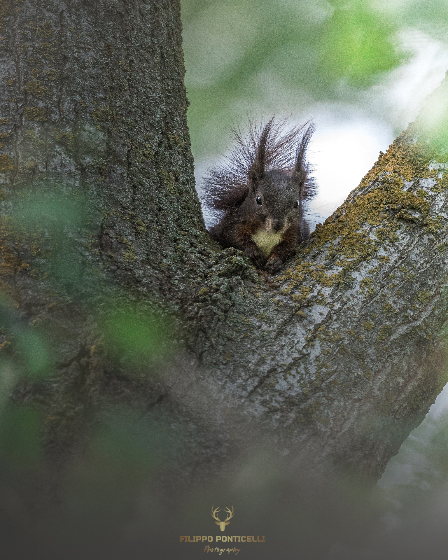 Squirrel