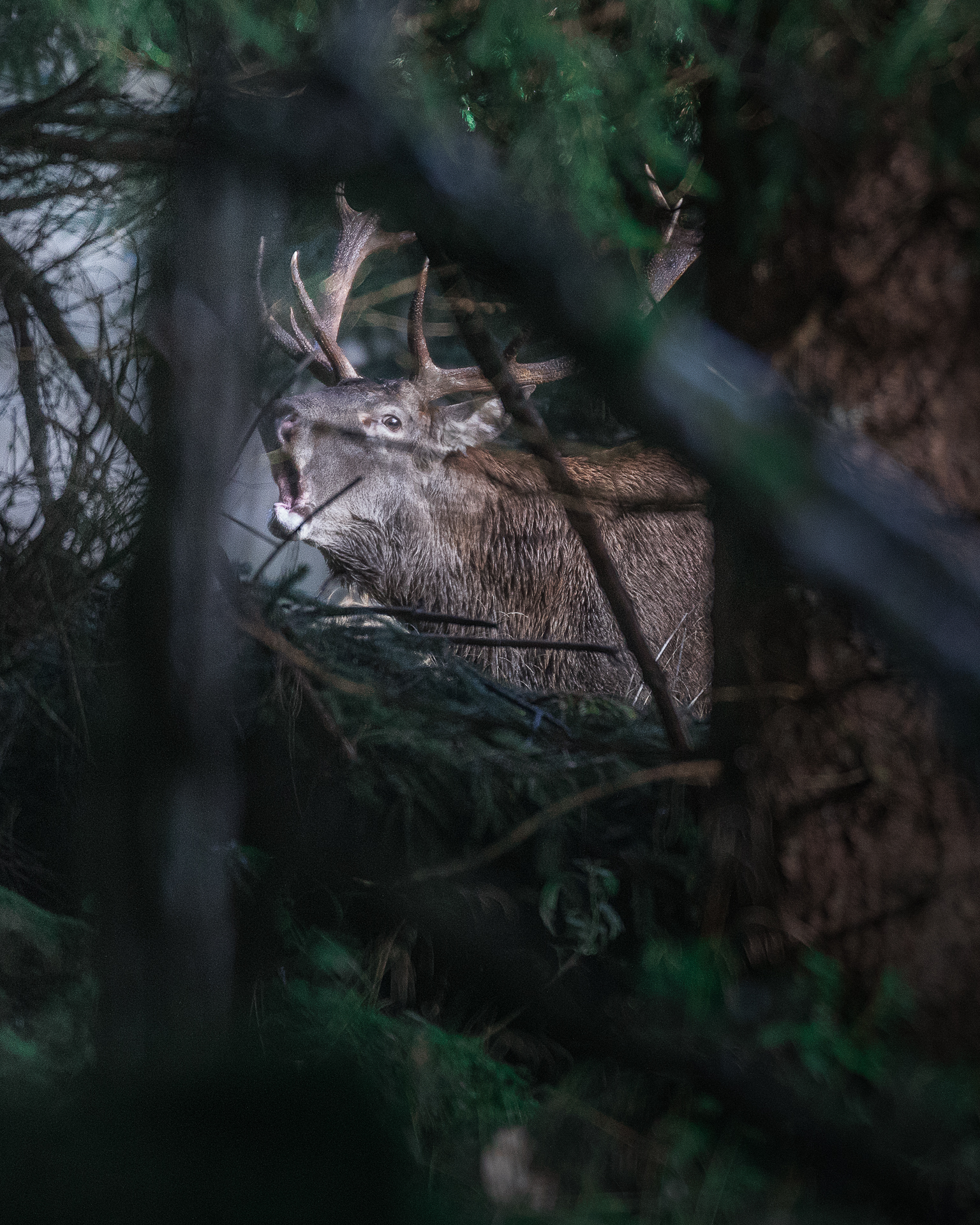 Deer