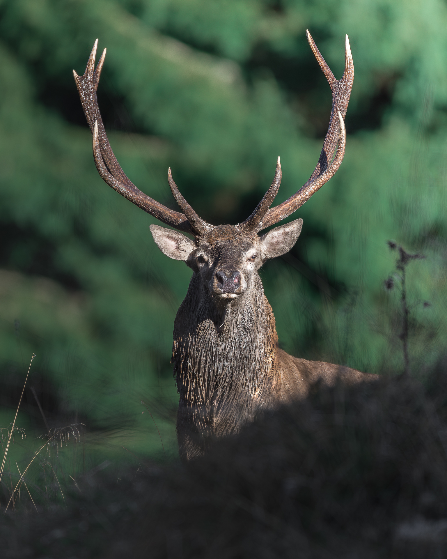 Deer