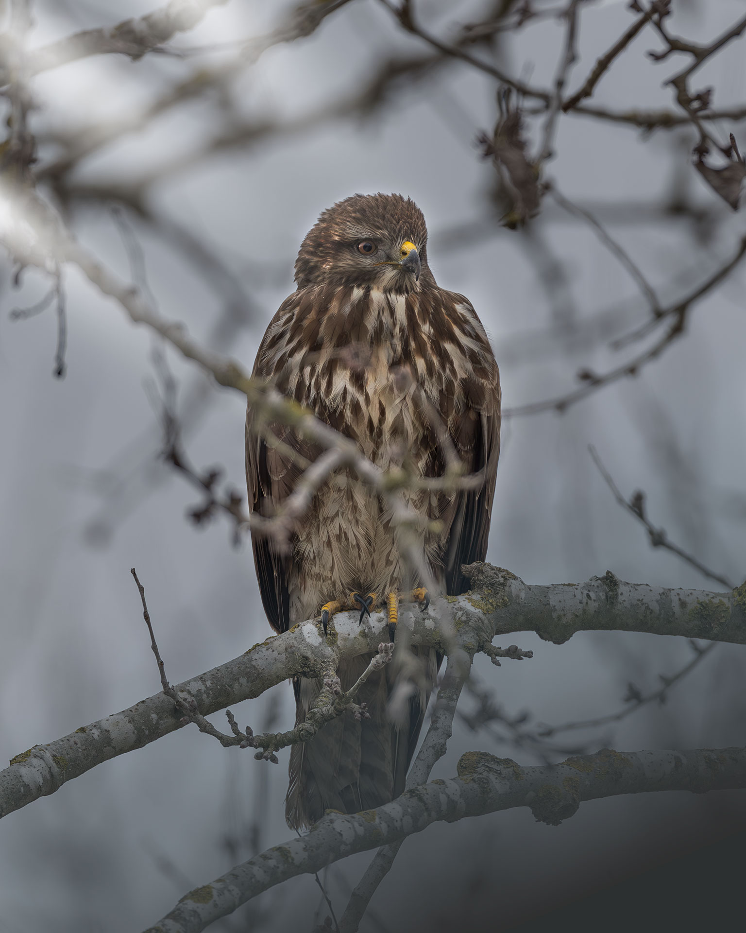 Buzzard