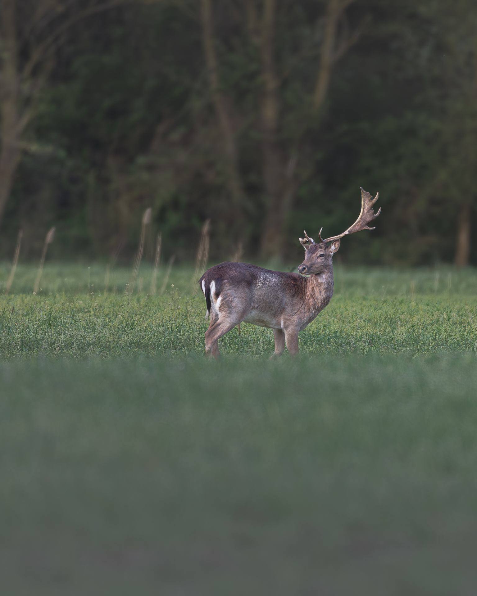 Fallow deer, Vallevecchia Caorle