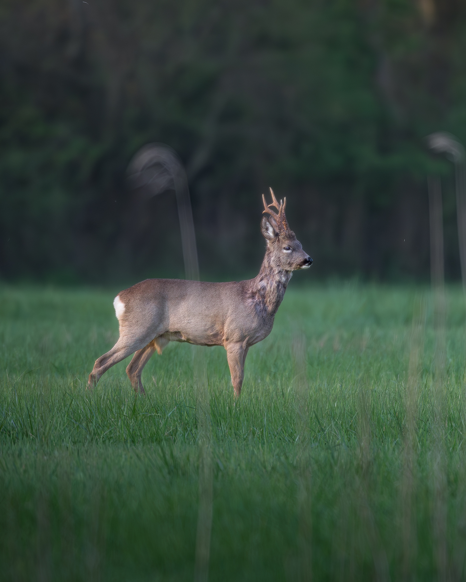 Roe deer, Vallevecchia Caorle
