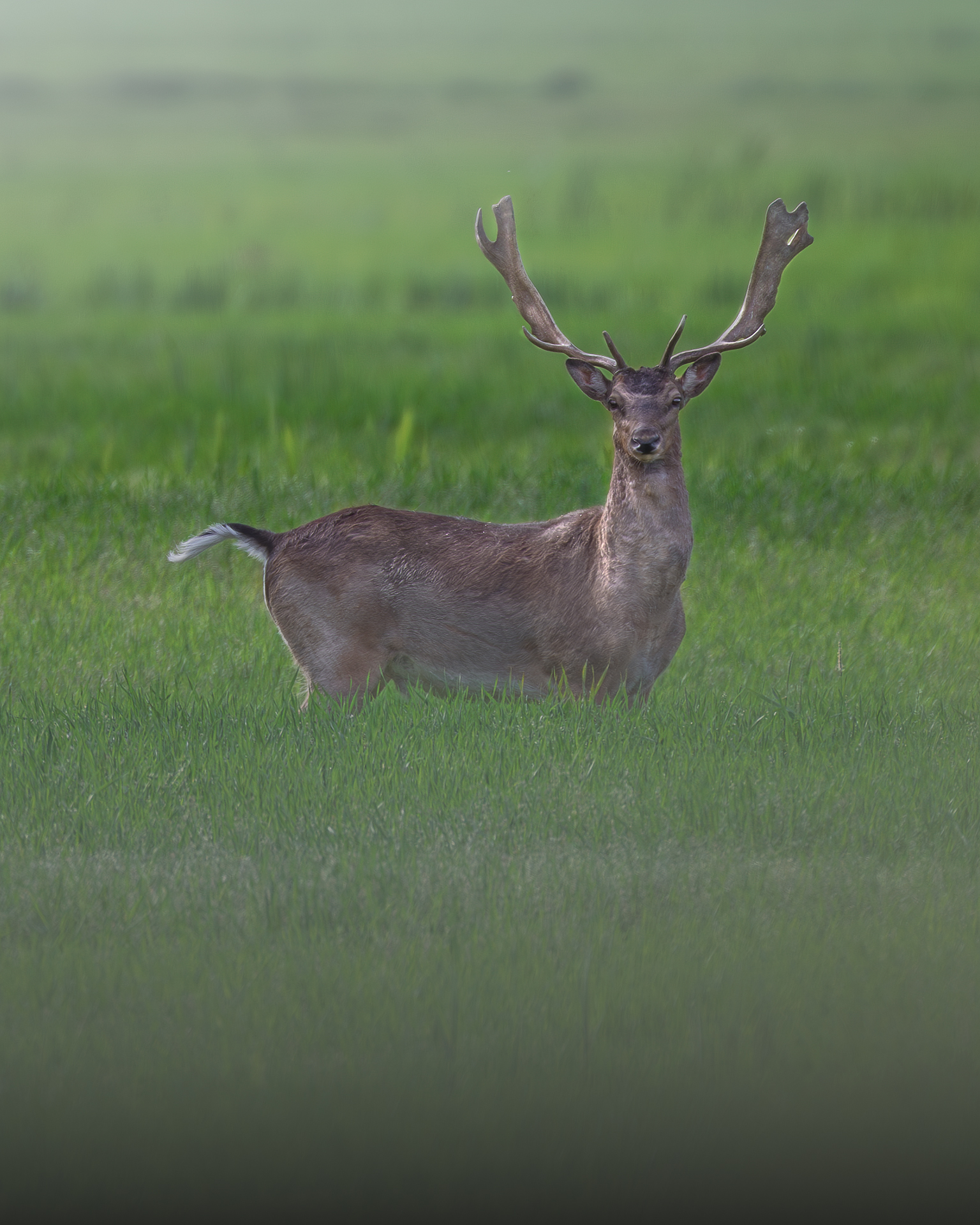 Fallow deer, Vallevecchia Caorle