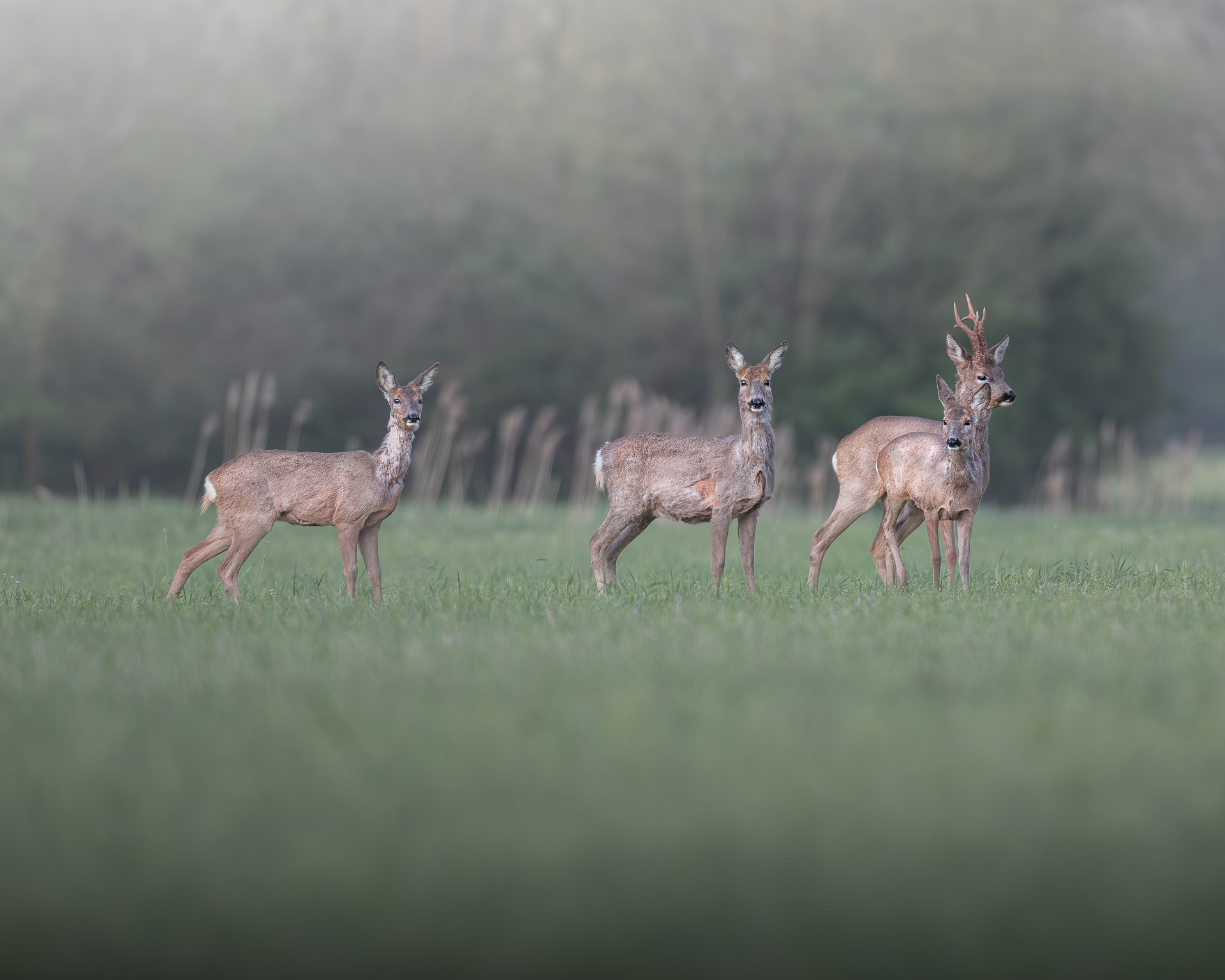 Roe deer, Vallevecchia Caorle