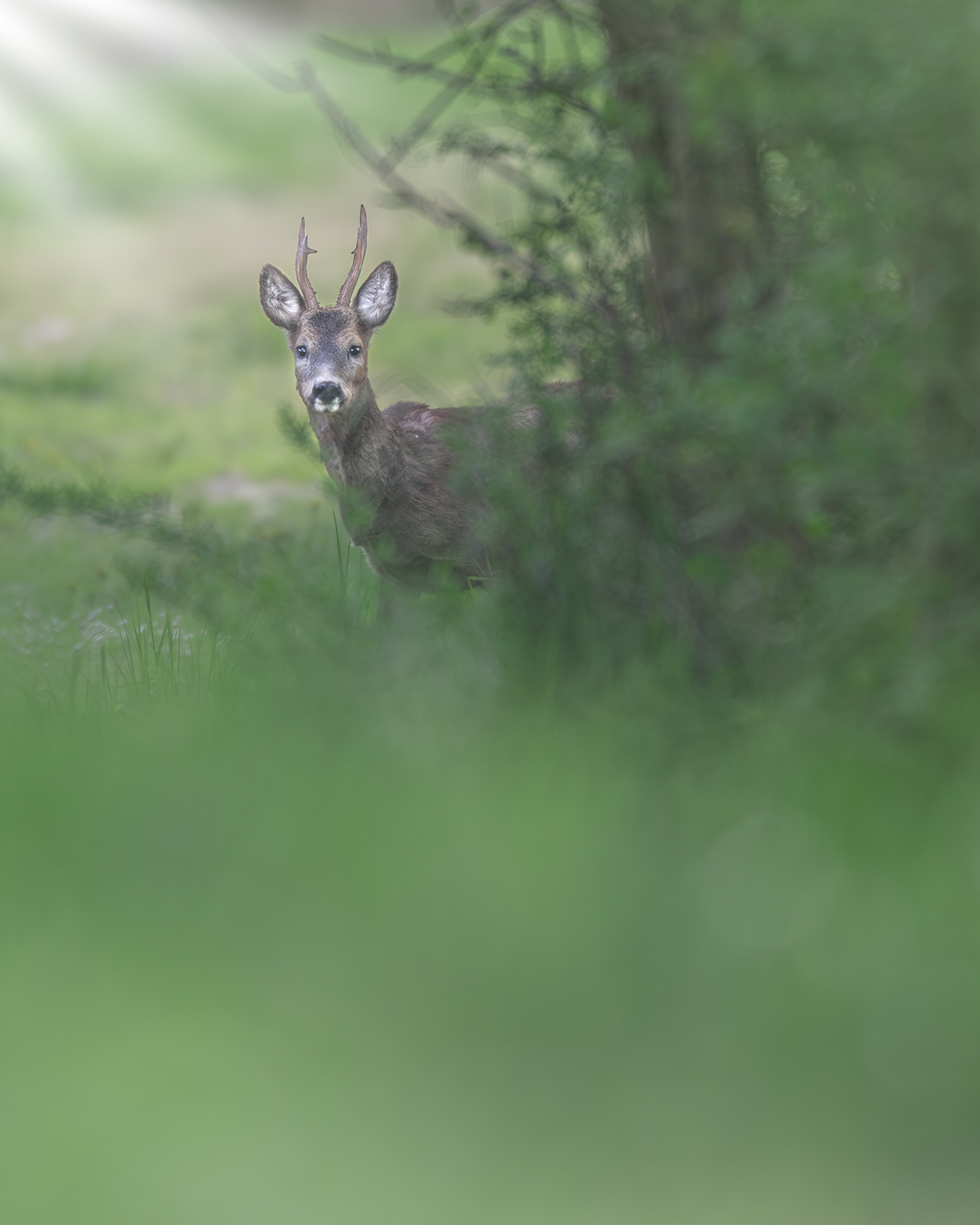 Roe deer, Vallevecchia Caorle