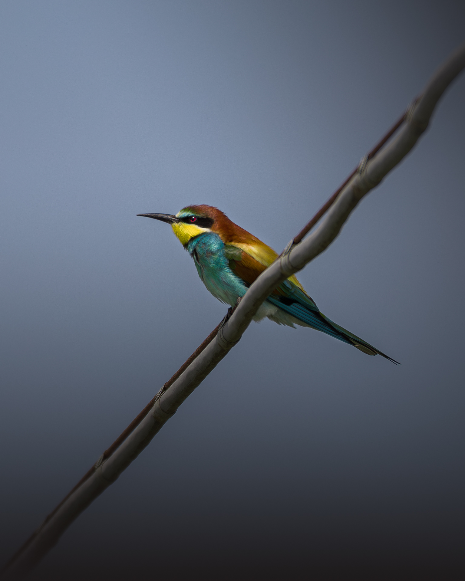 Bee-eater, Vallevecchia Caorle