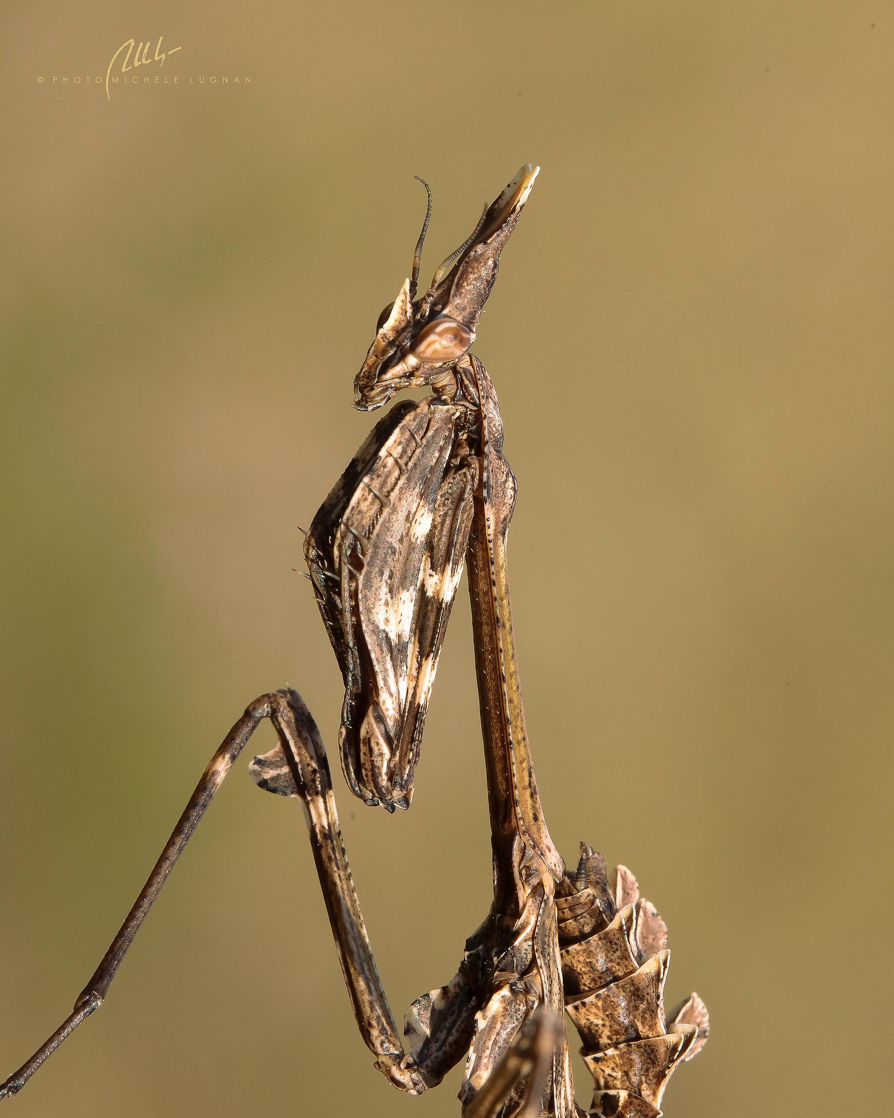 Empusa fasciata