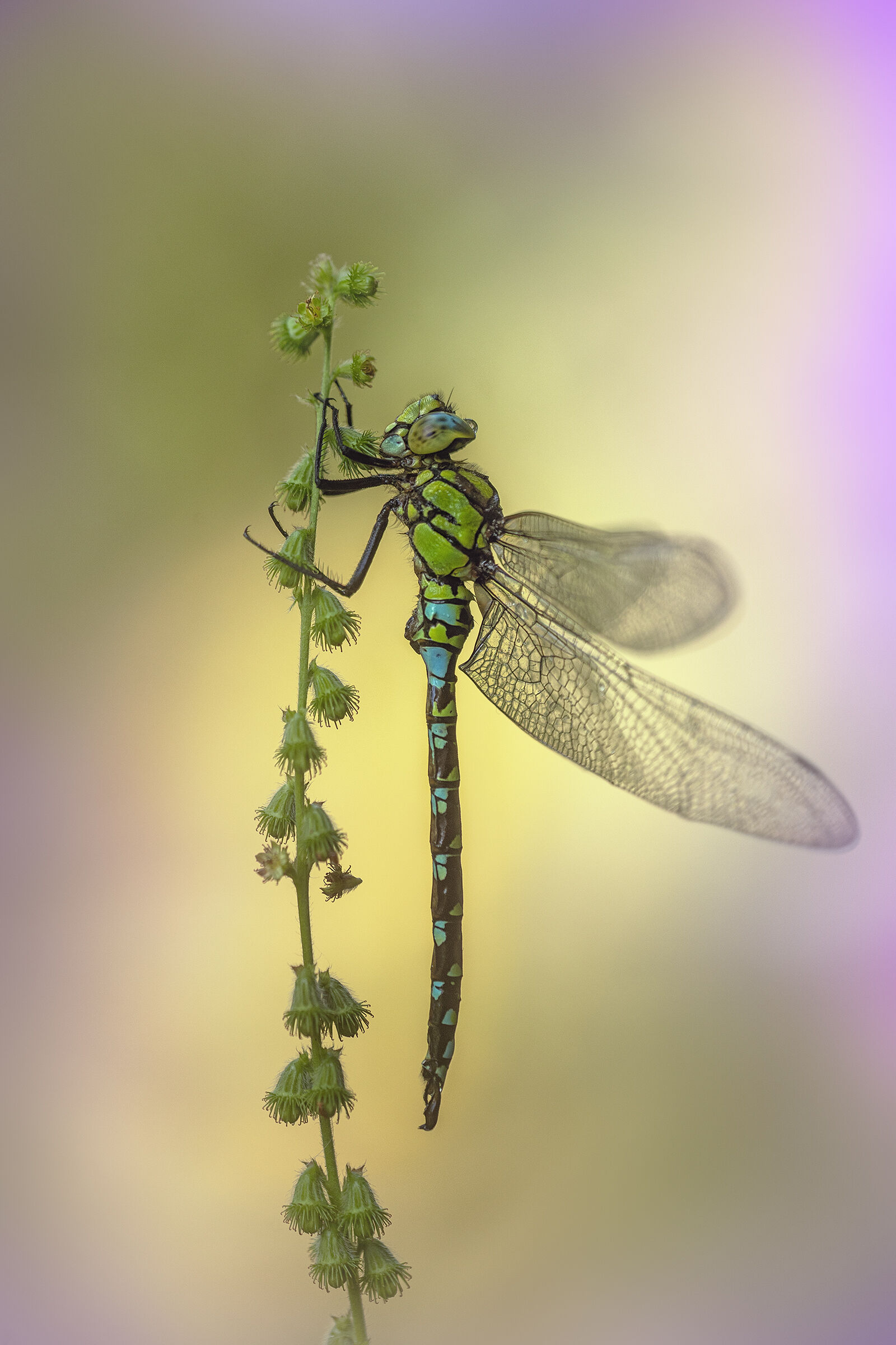 Aeshna cyanea - male