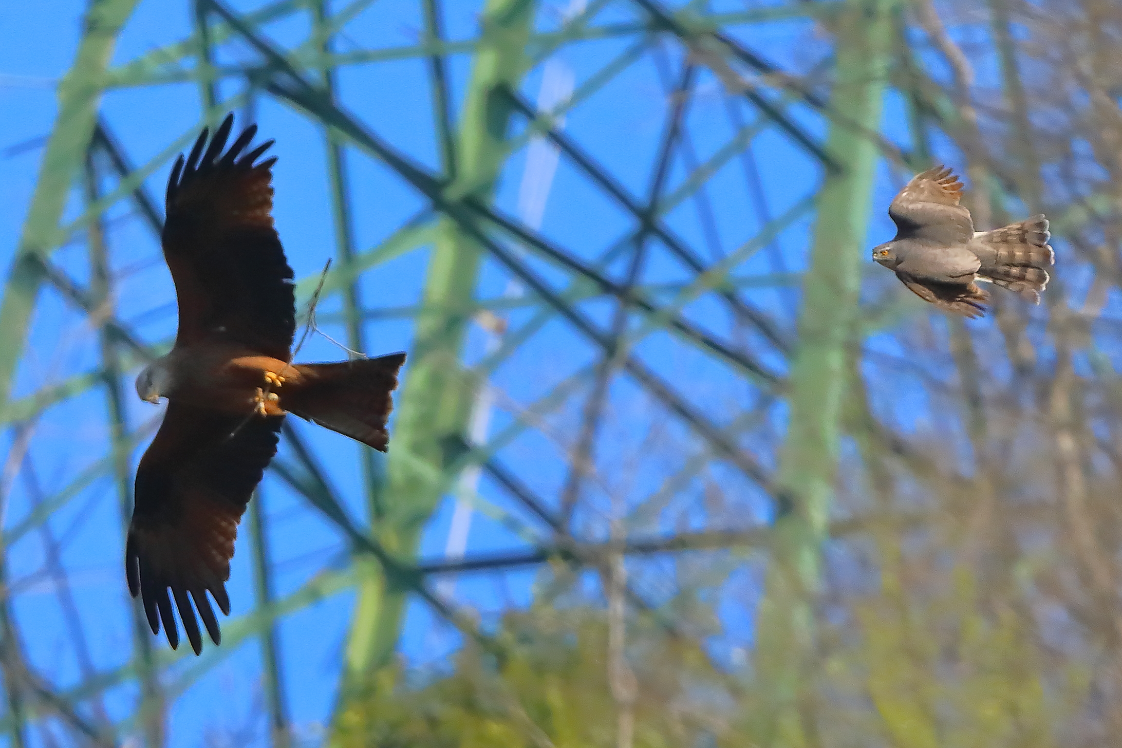 Nibbio vs Sparviere 04 aprile 2025 - 0073