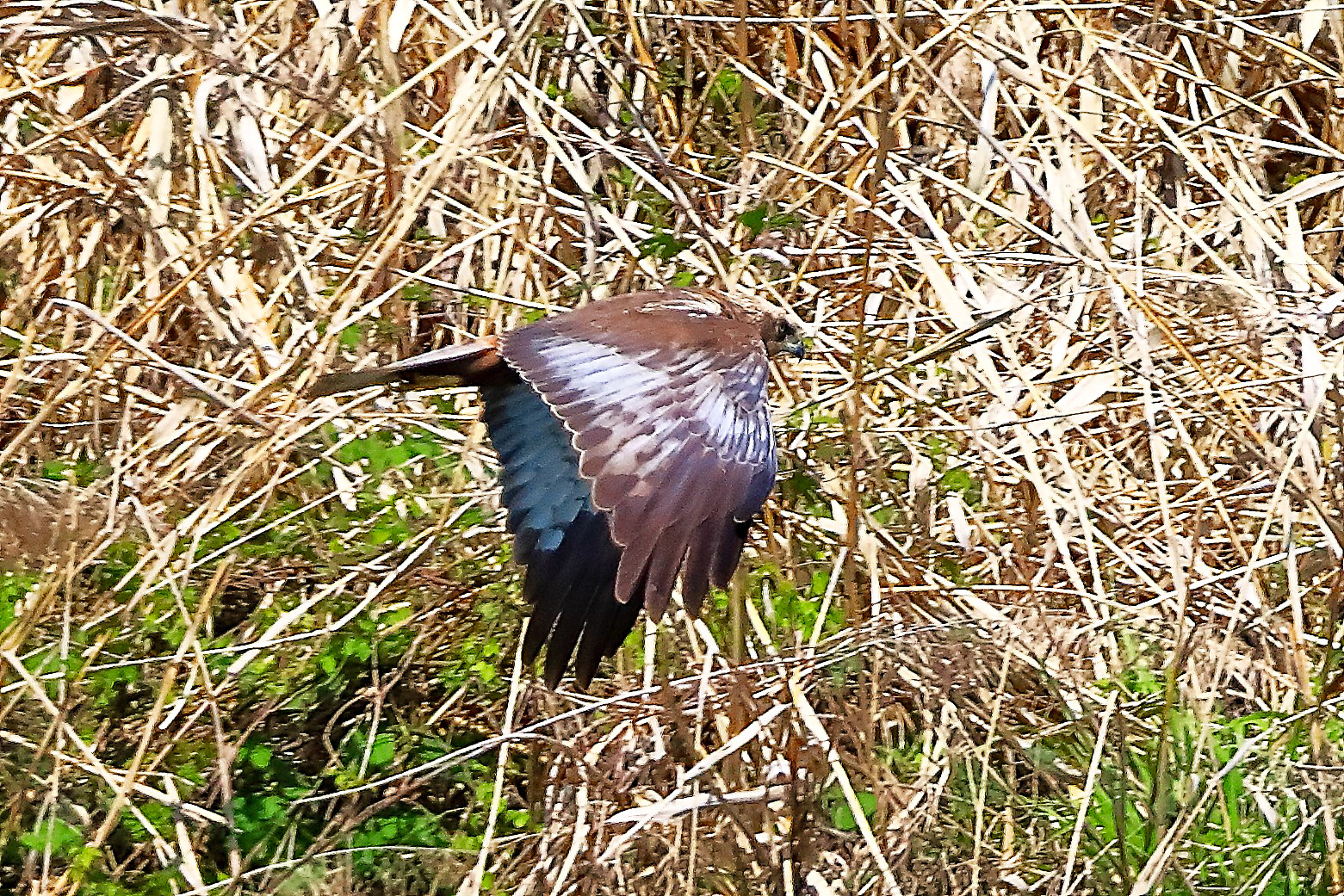 Fakco di palude M 05 aprile 2025 - 0255