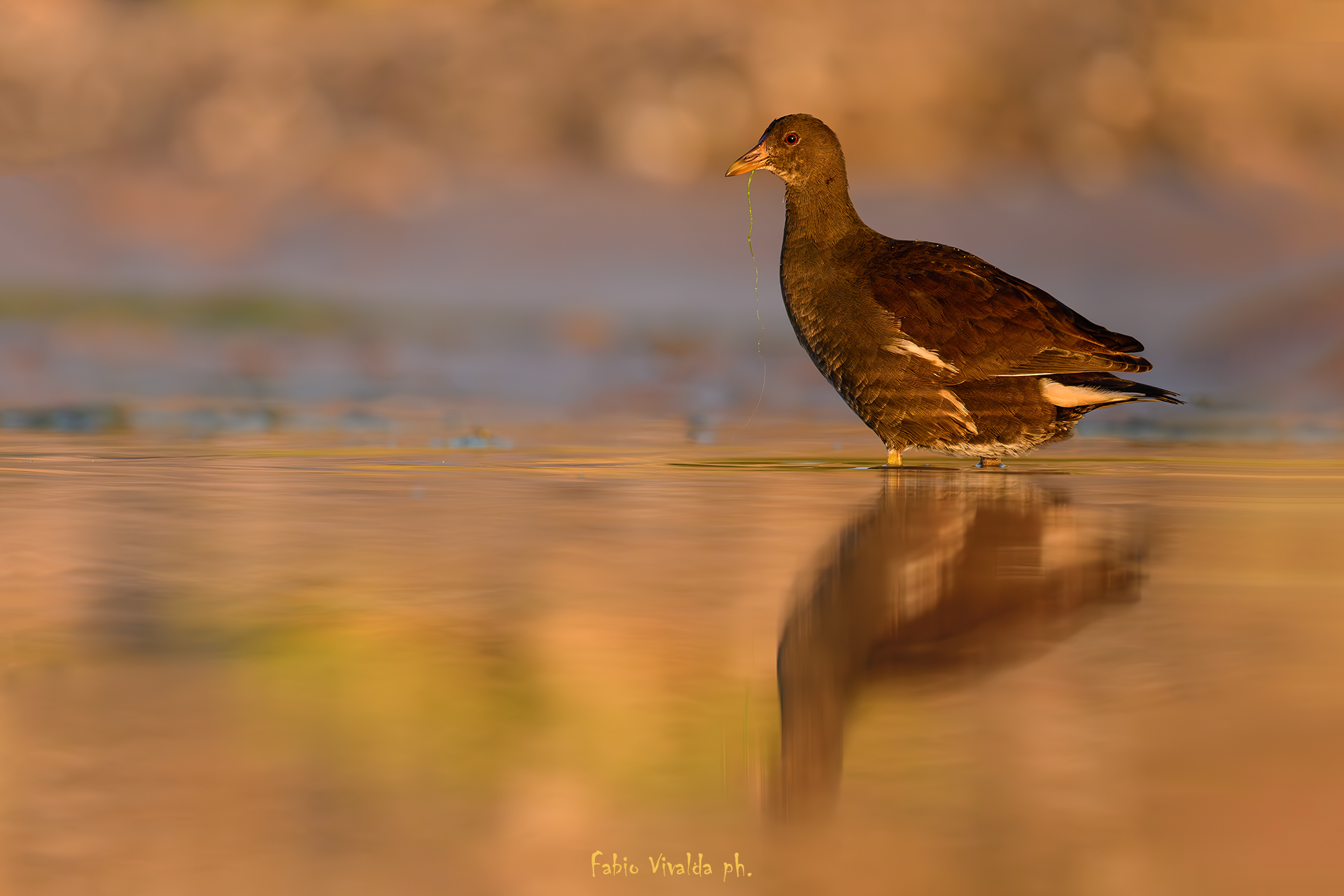 Gallinella alle prime luci