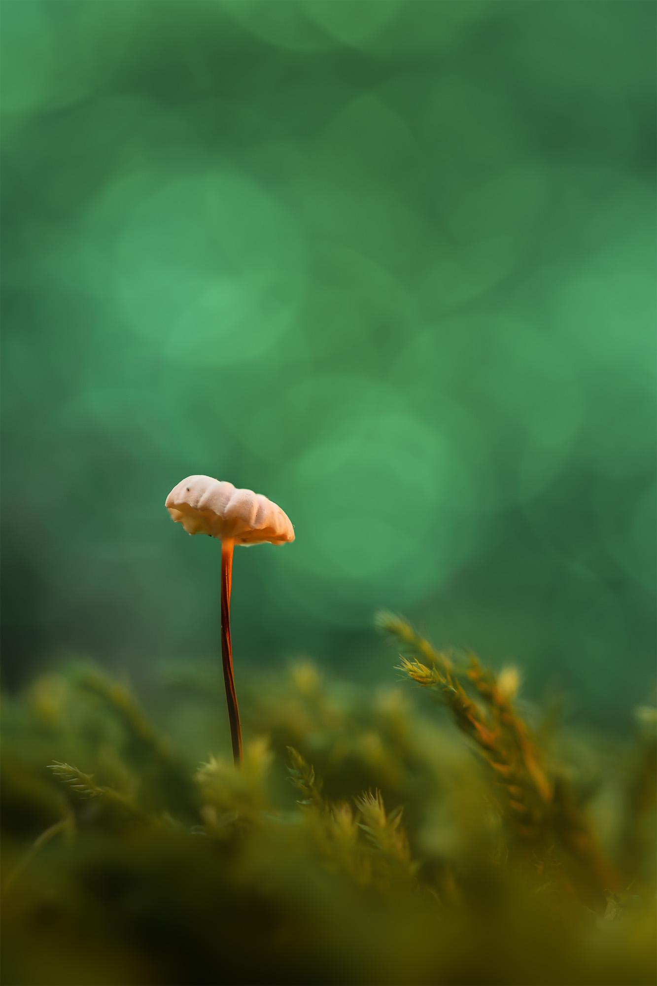 First autumn mushrooms