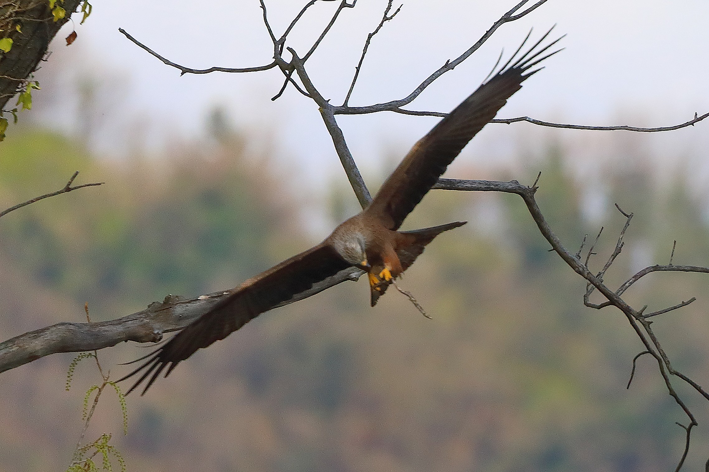 Nibbio bruno 29 marzo 2025 - 0291