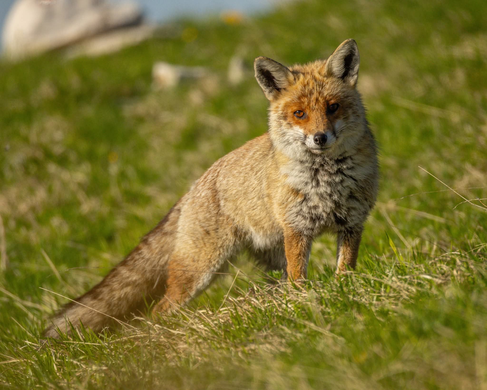 Fox at sunset