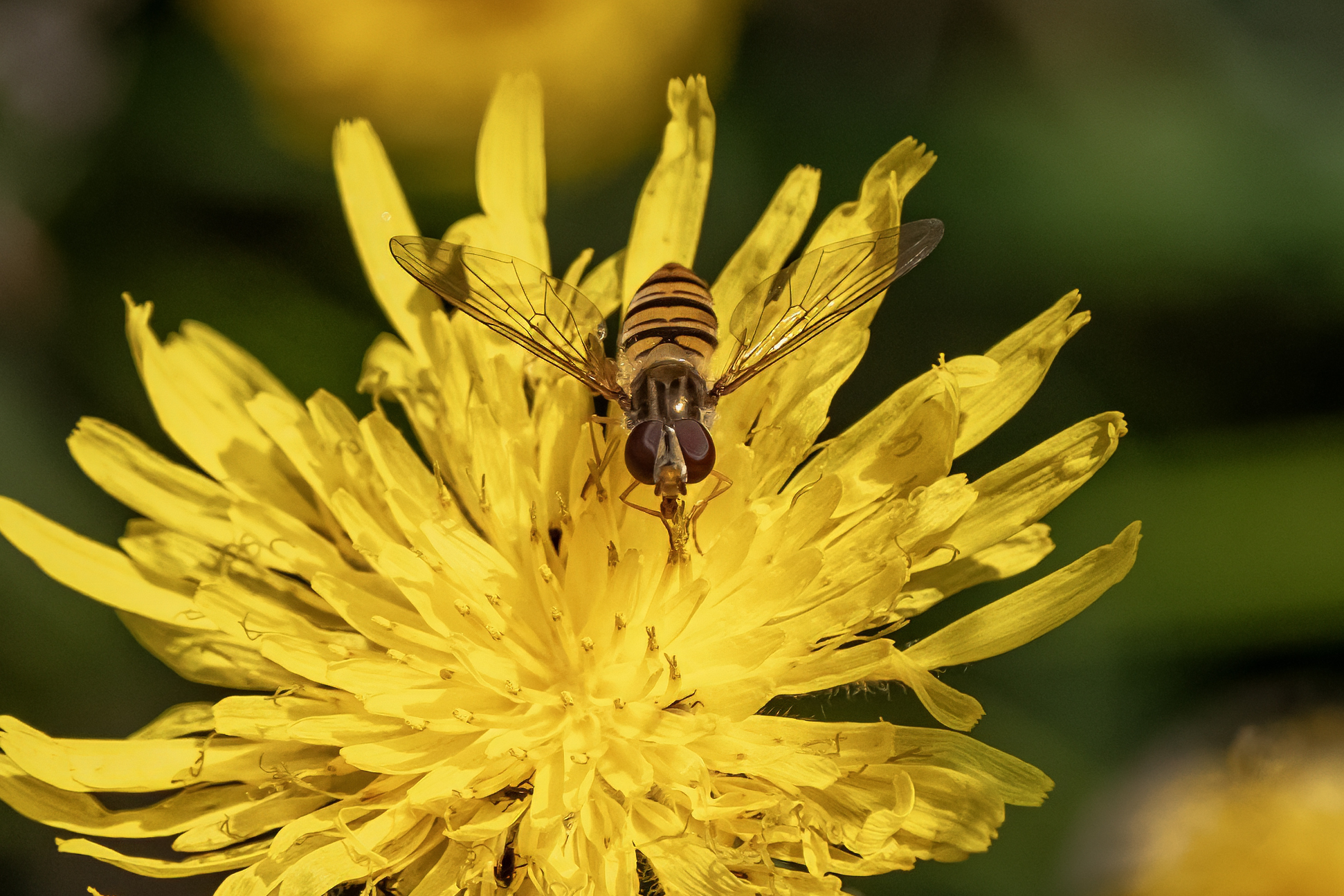 Episirfo balteato