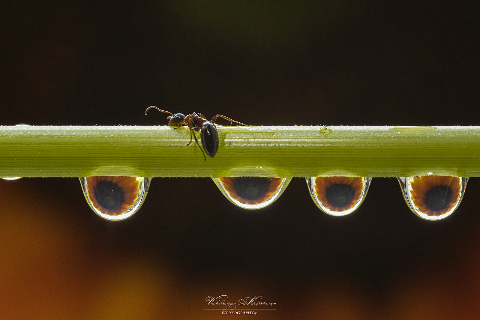 Formichina e goccioline
