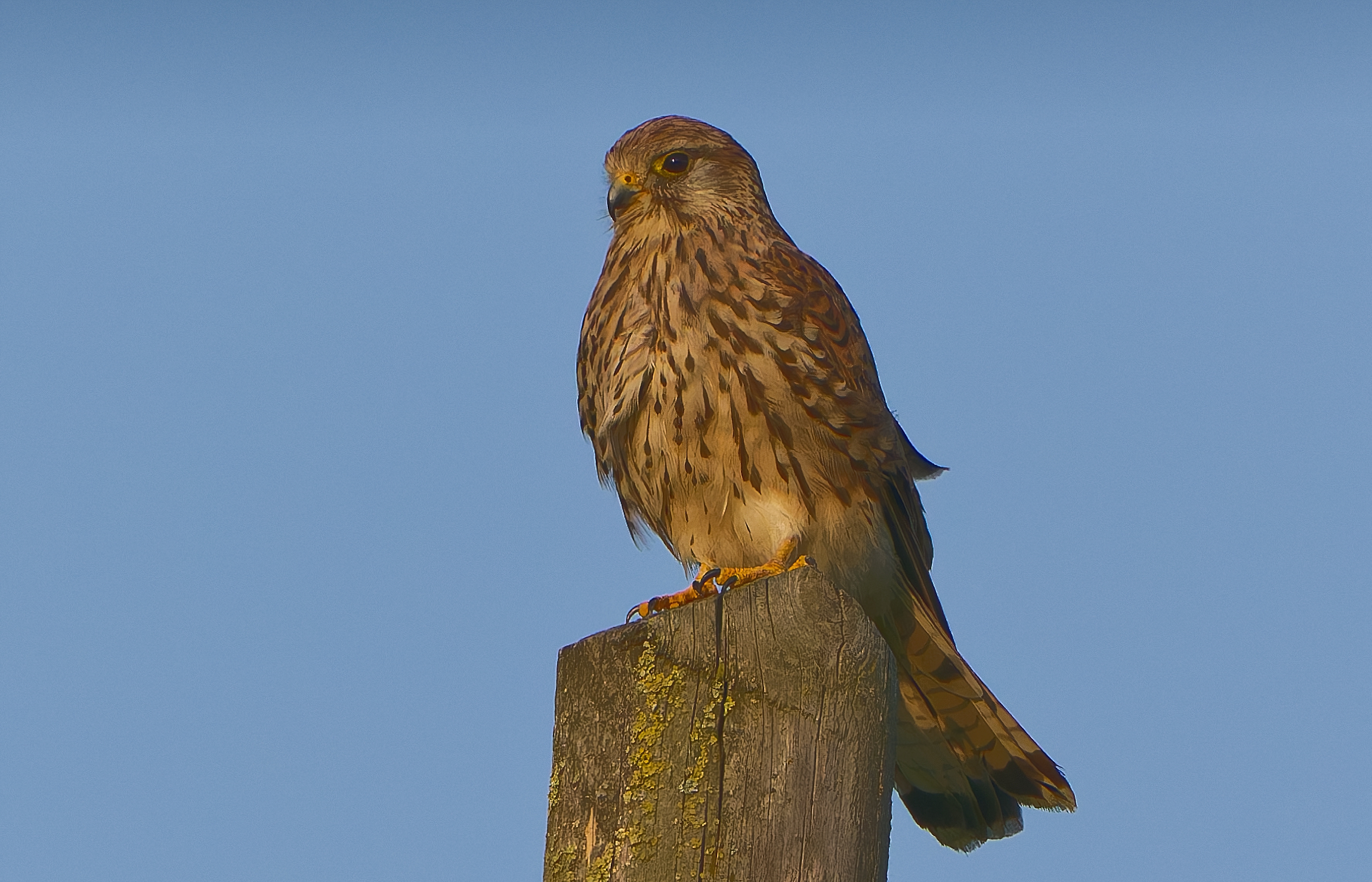 Female kestrel