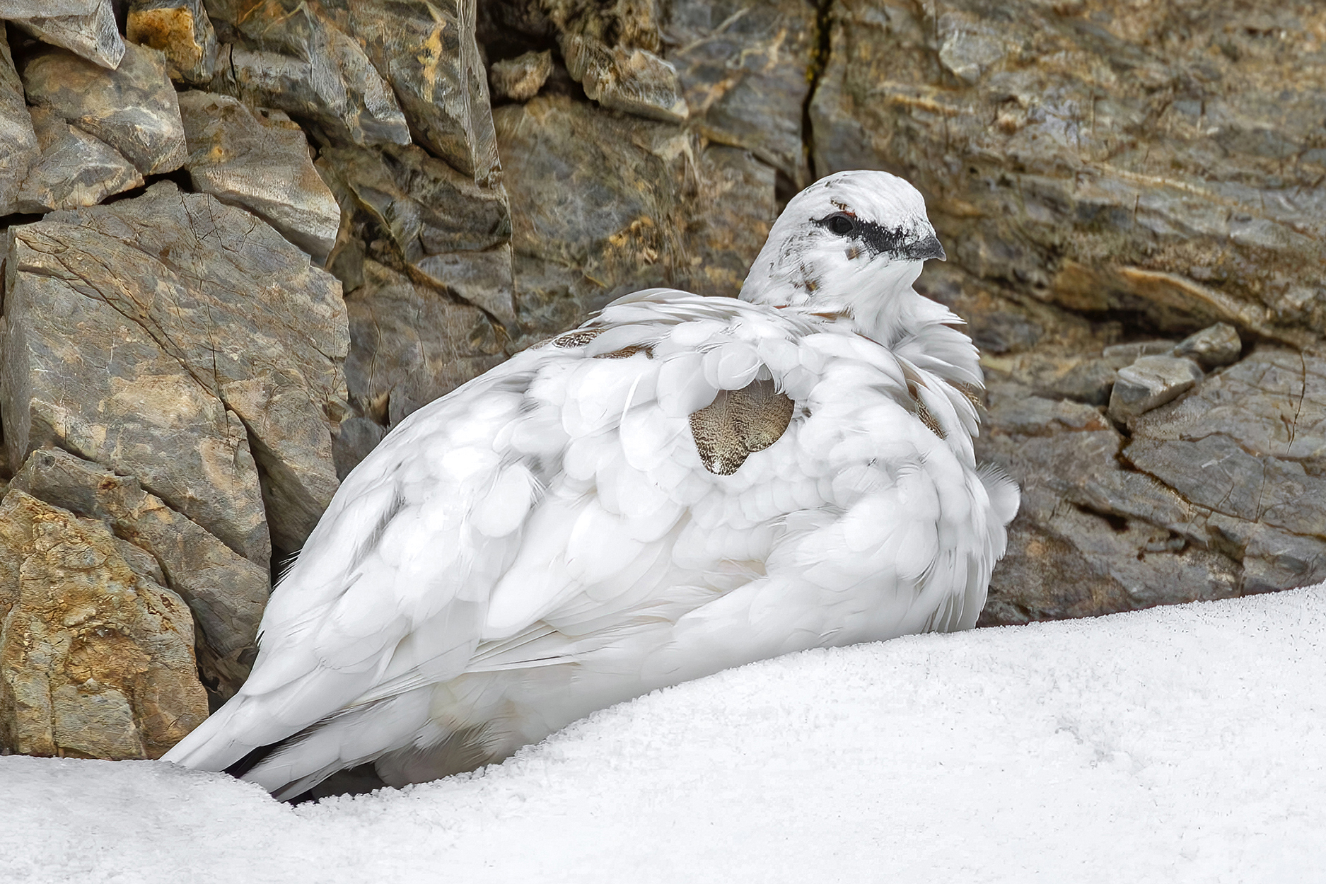 The rest of the ptarmigan