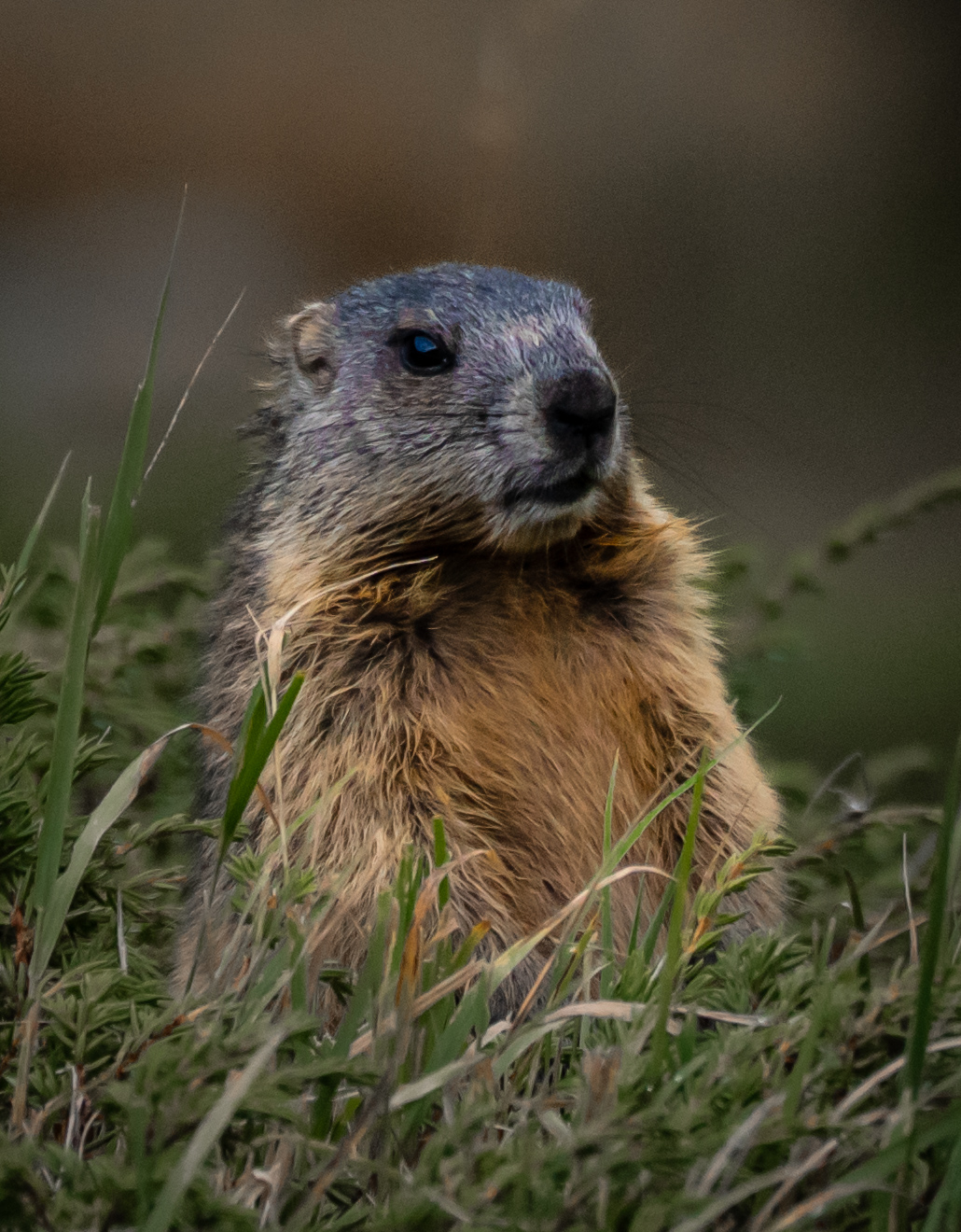 Marmot in Val Fedoz