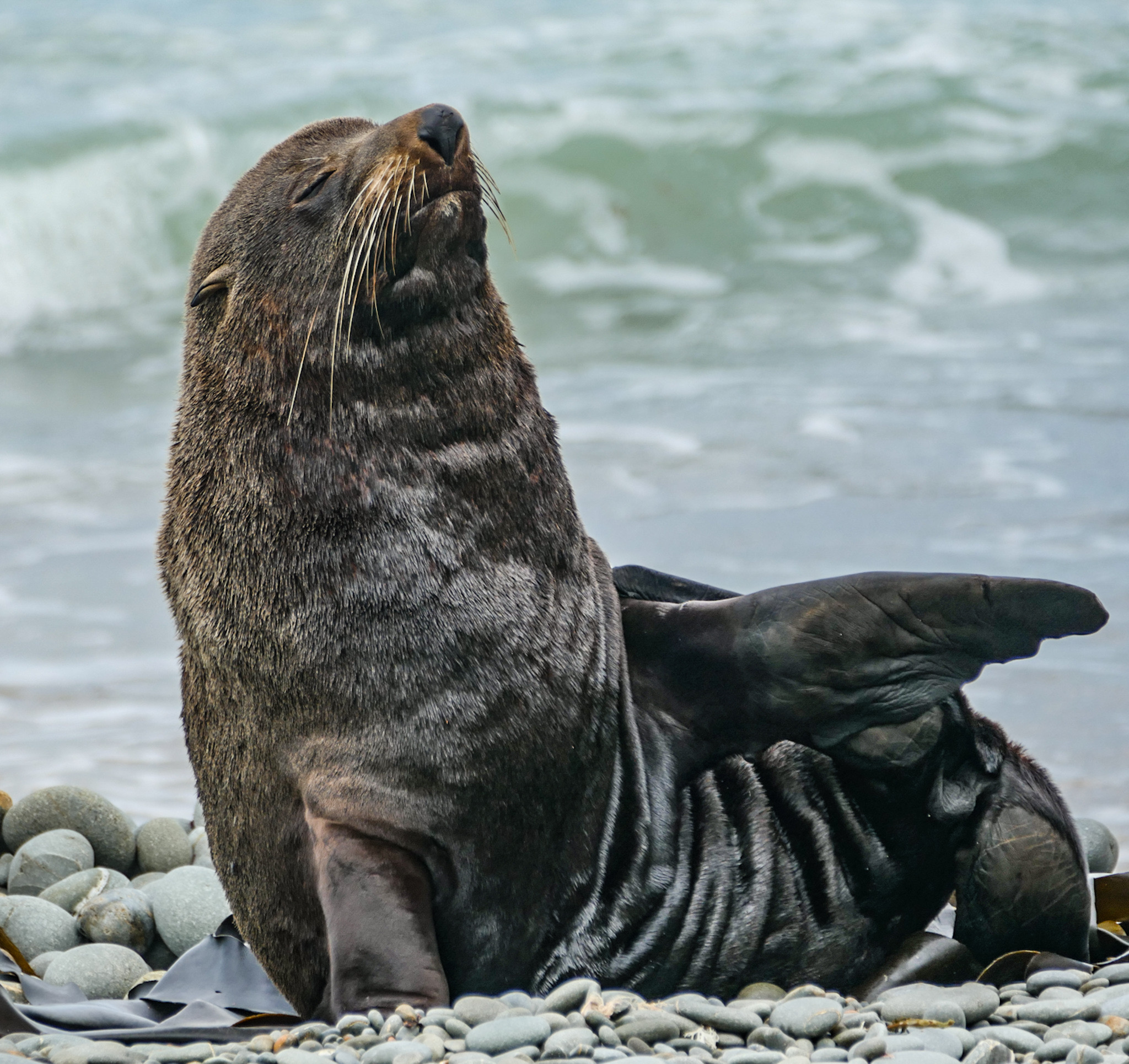 Fur seal/ fur seal