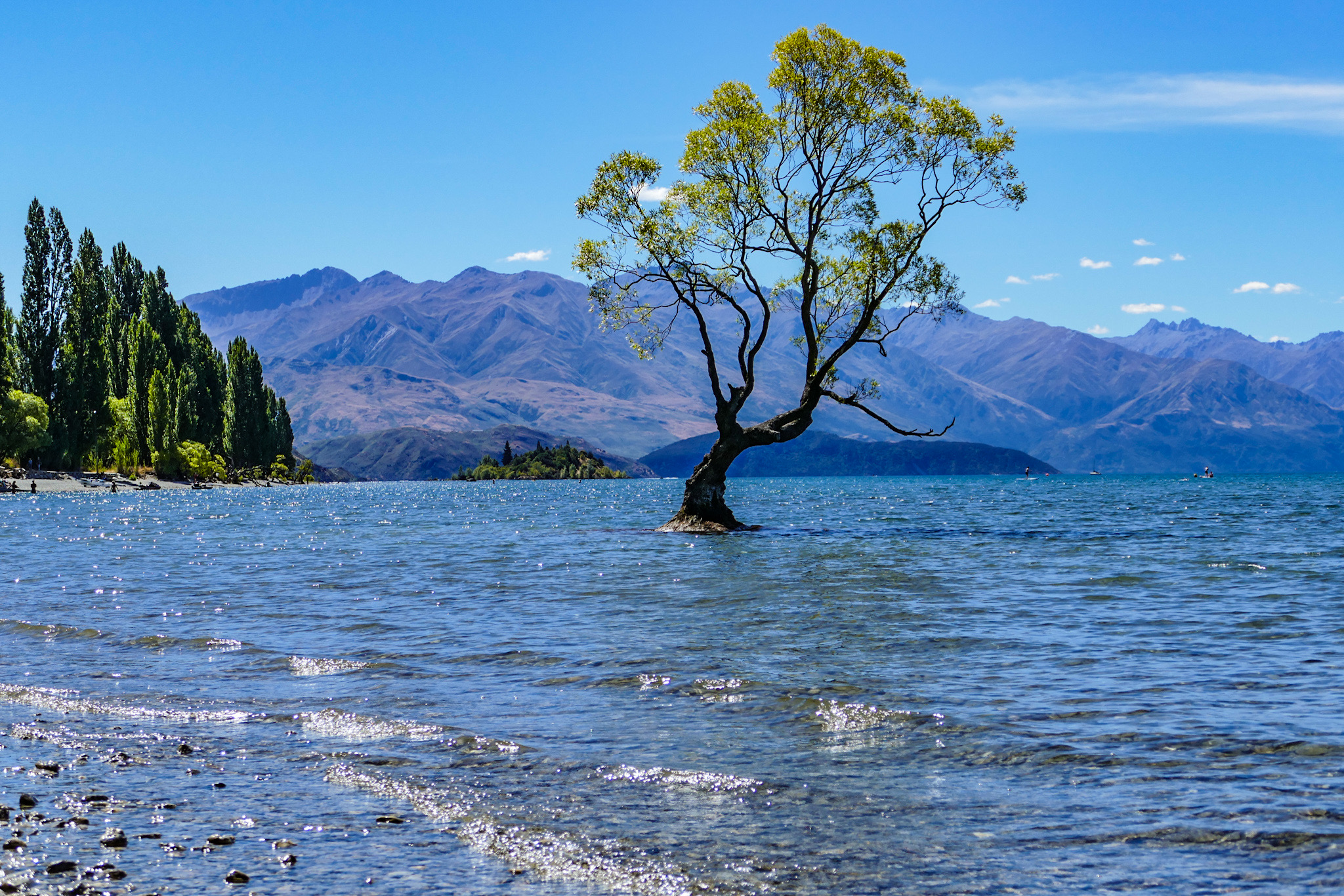 Wanaka tree