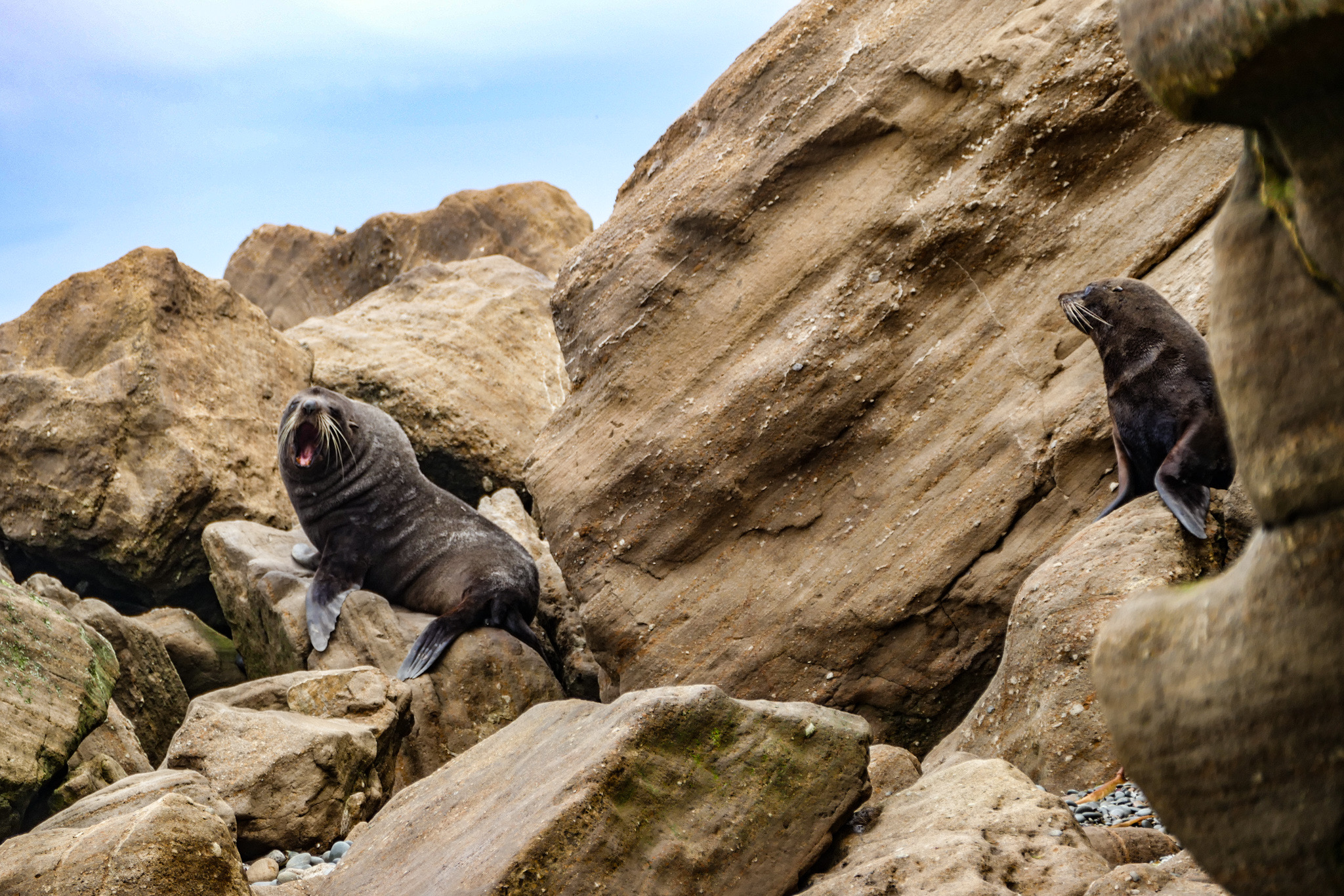 Male fur seal