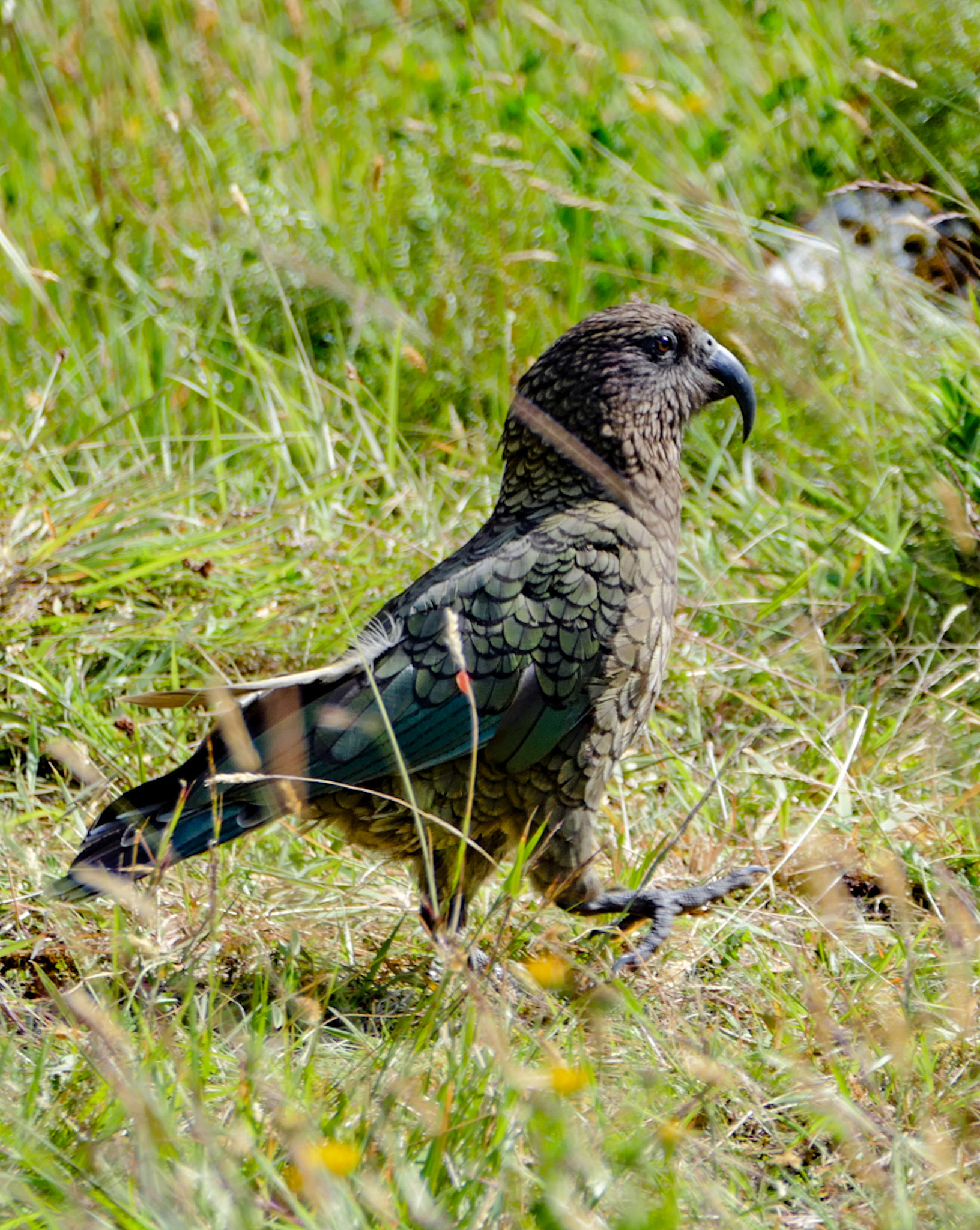 Curios Kea chilling around
