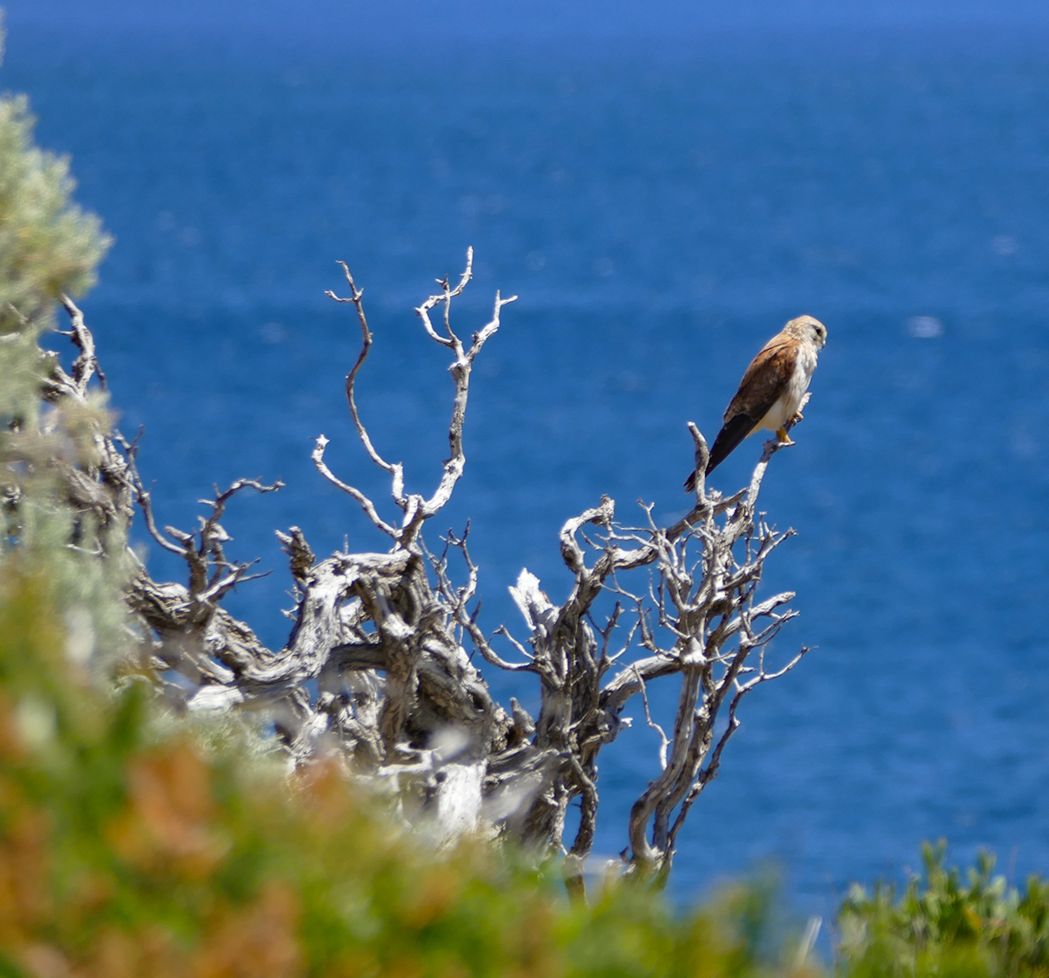 Hawk WA