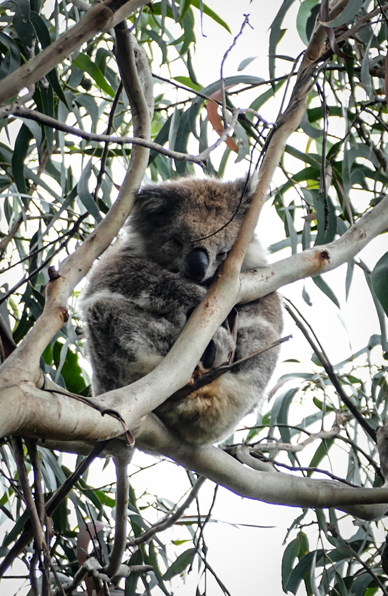 Wild Koala bear (Vic)