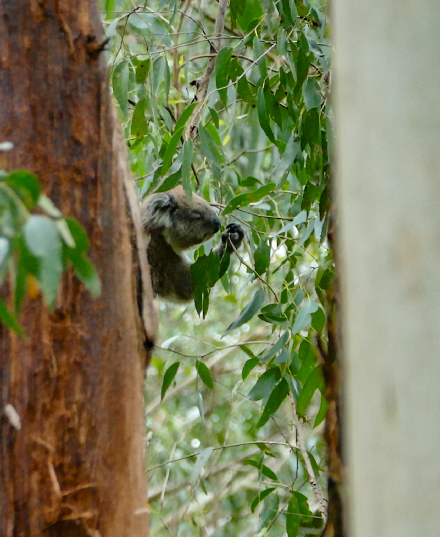 Wild koala bear (Vic)