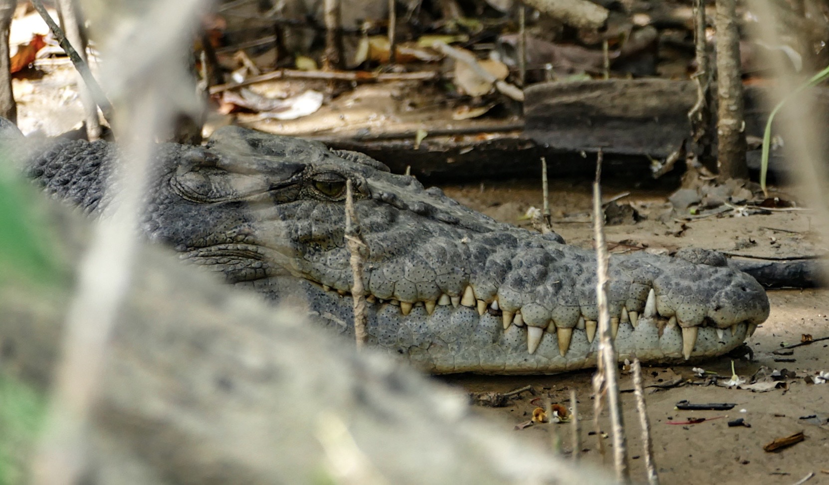 Female crocodile (QLD)
