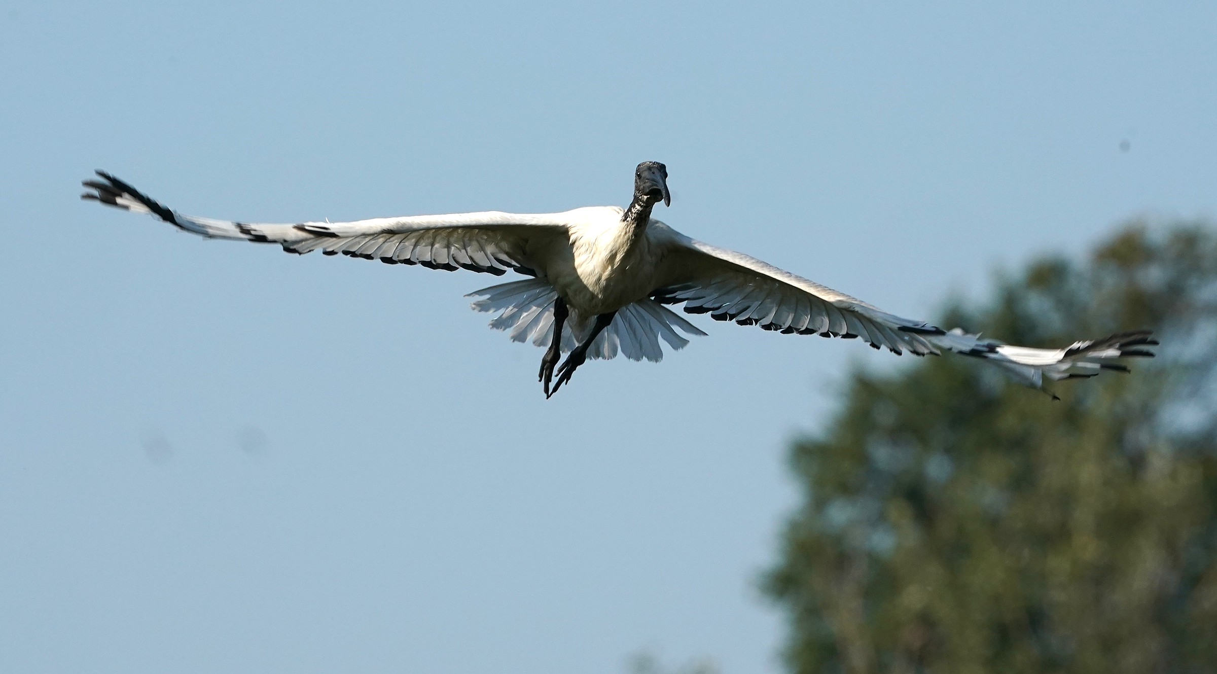 Ibis sacro in volo