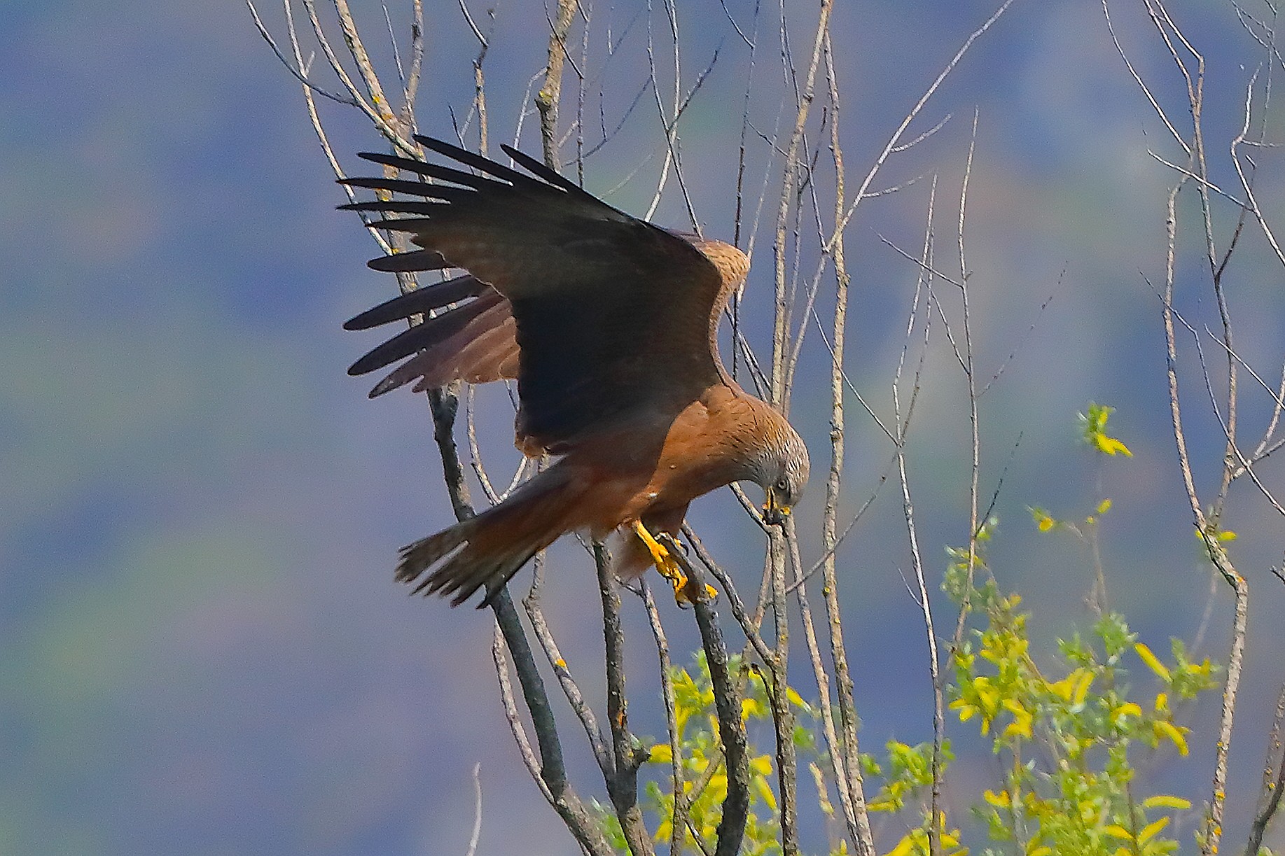 Nibbio bruno 04 aprile 2025 - 0108