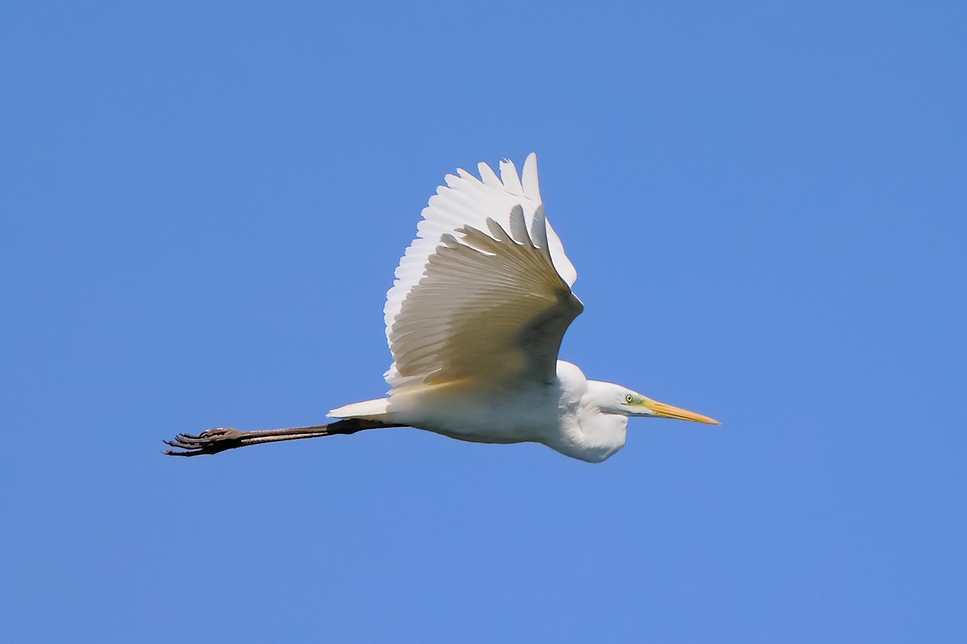 Airone BM 05 aprile 2025 - 0036