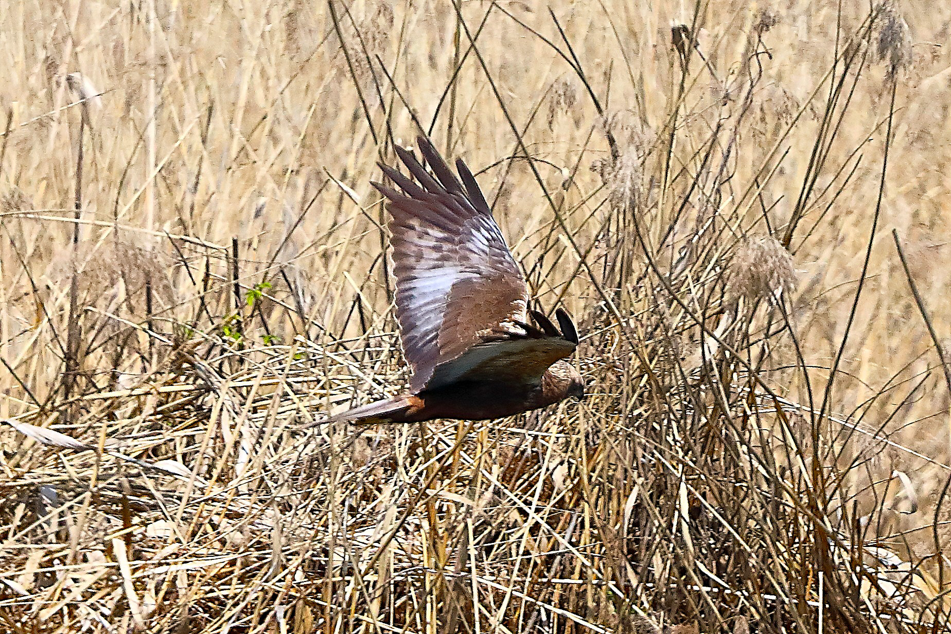 Falco di palude M 05 aprile 2025 - 0259