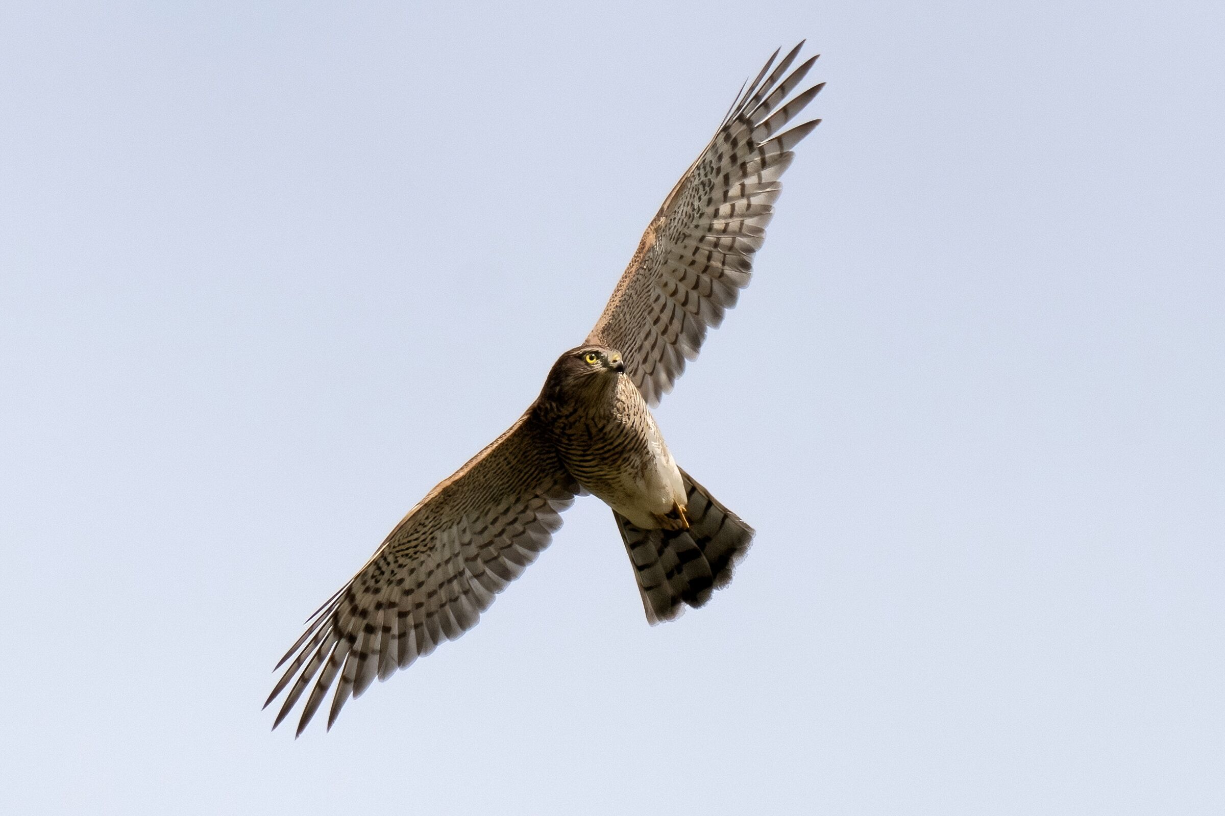 Sparrowhawk (Accipiter nisus)