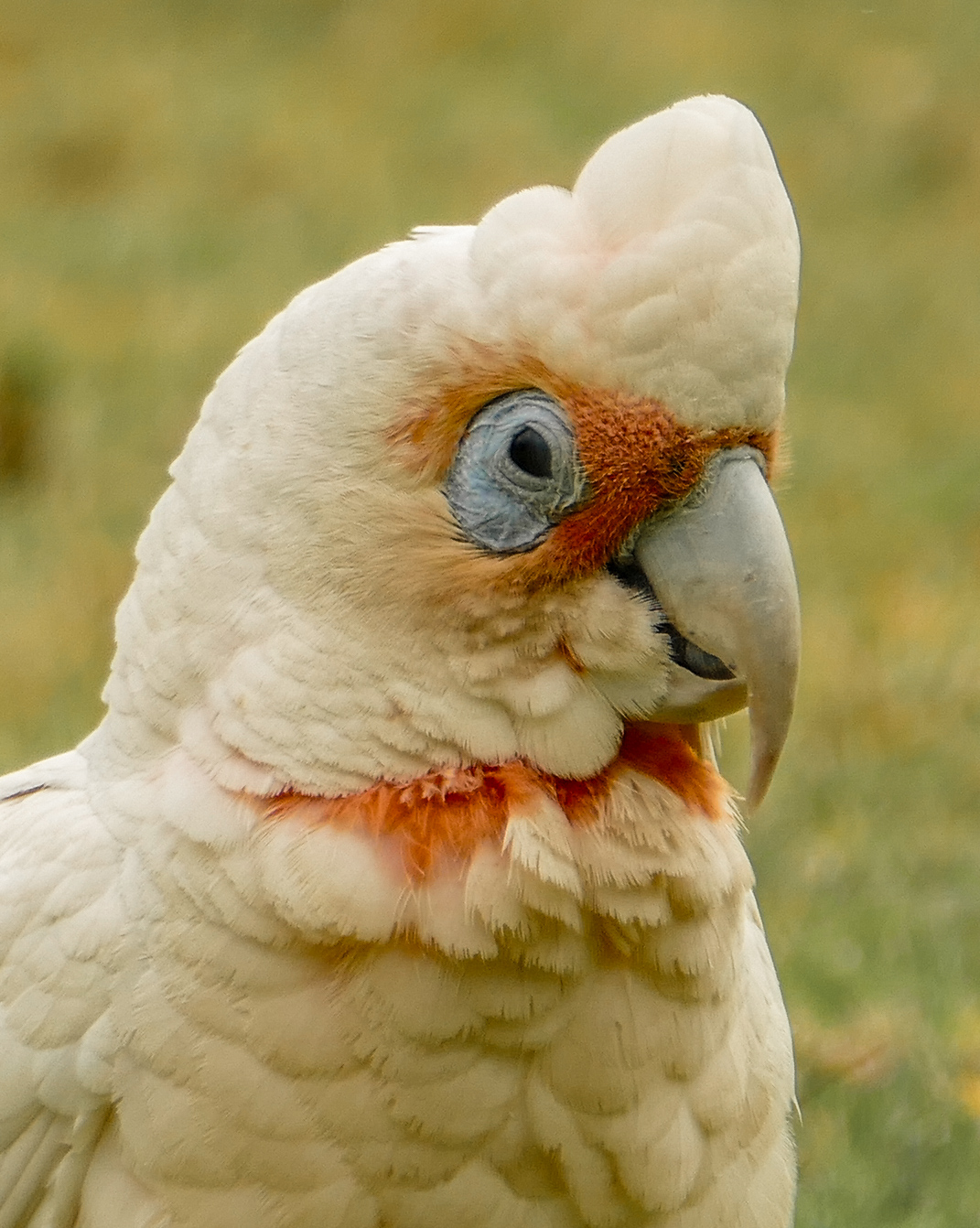 Cockatoo