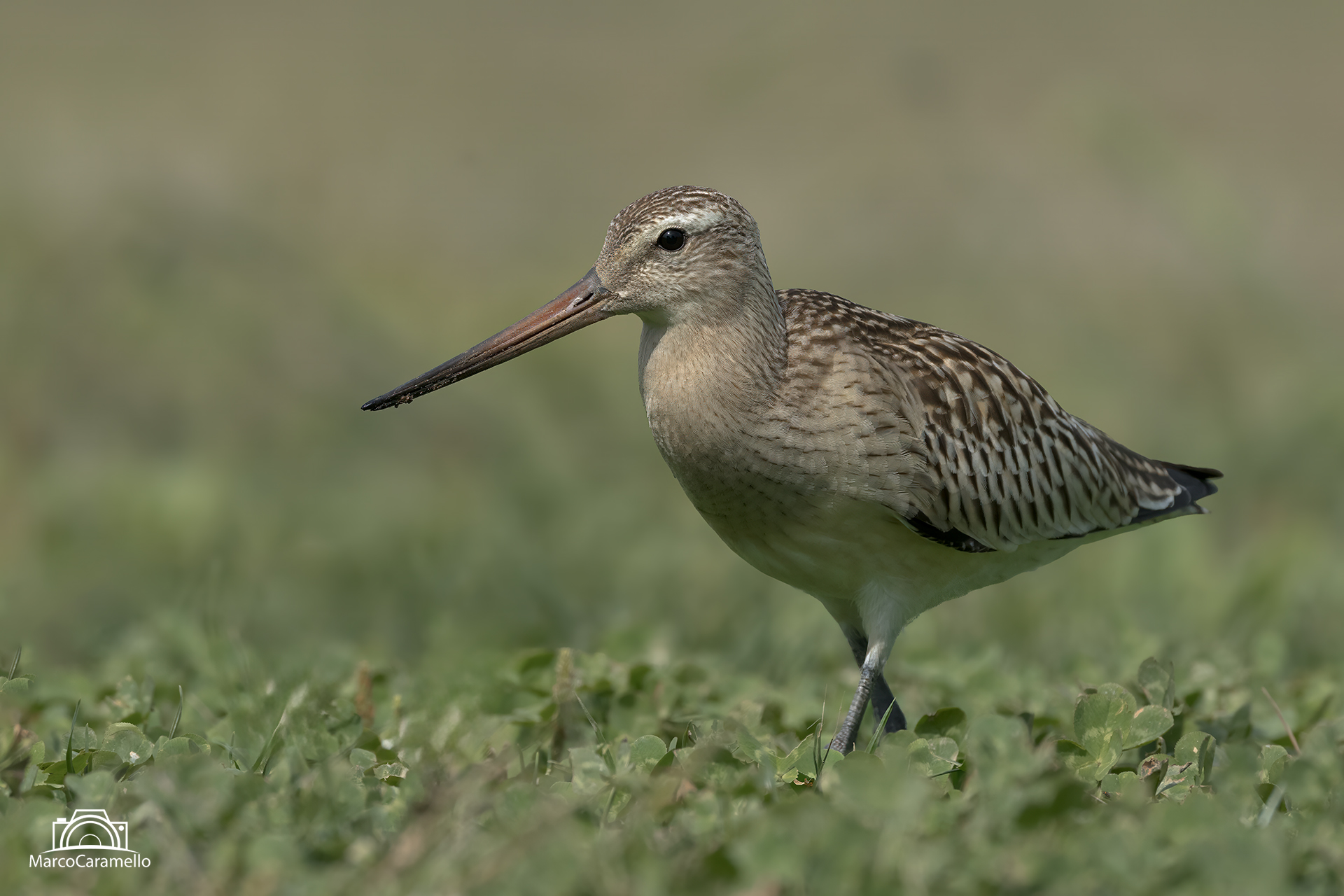 Bar-tailed godwit