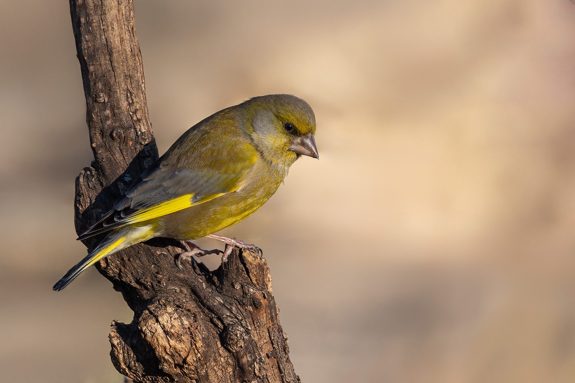 Greenfinch