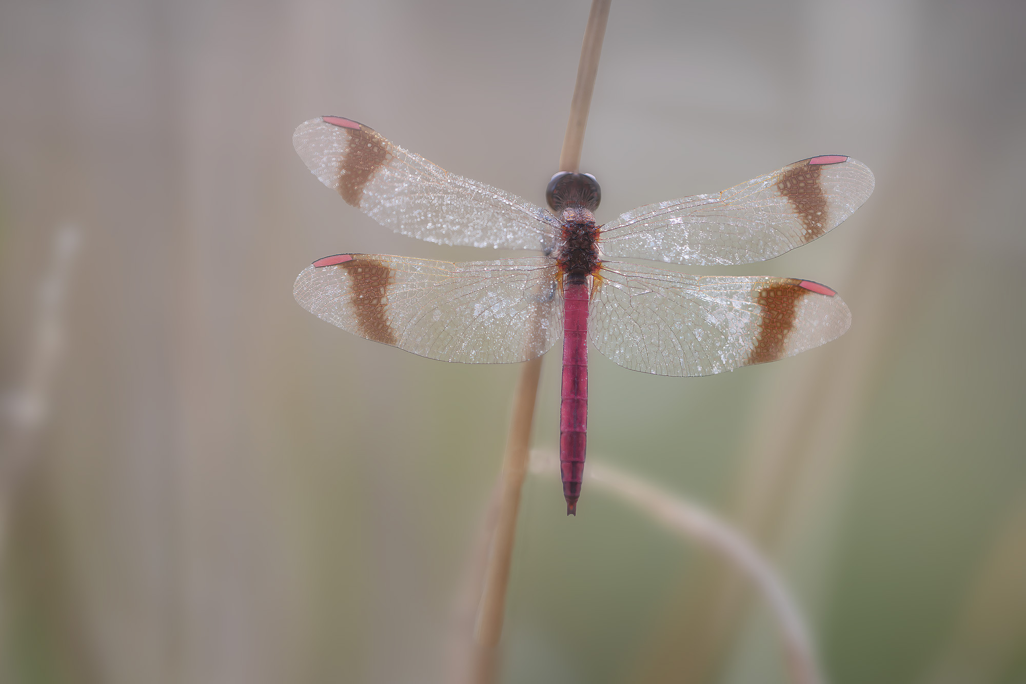 Sympetrum pedemontanum