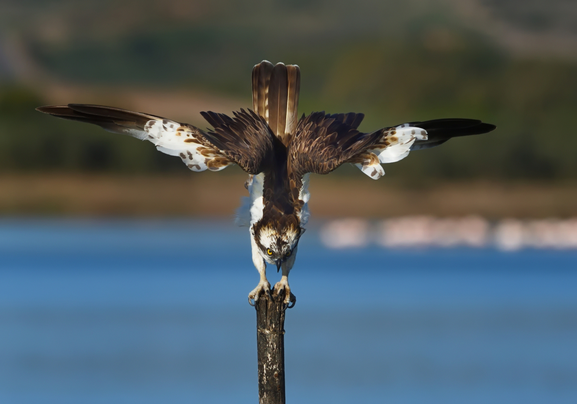 Il saluto al fotografo ...