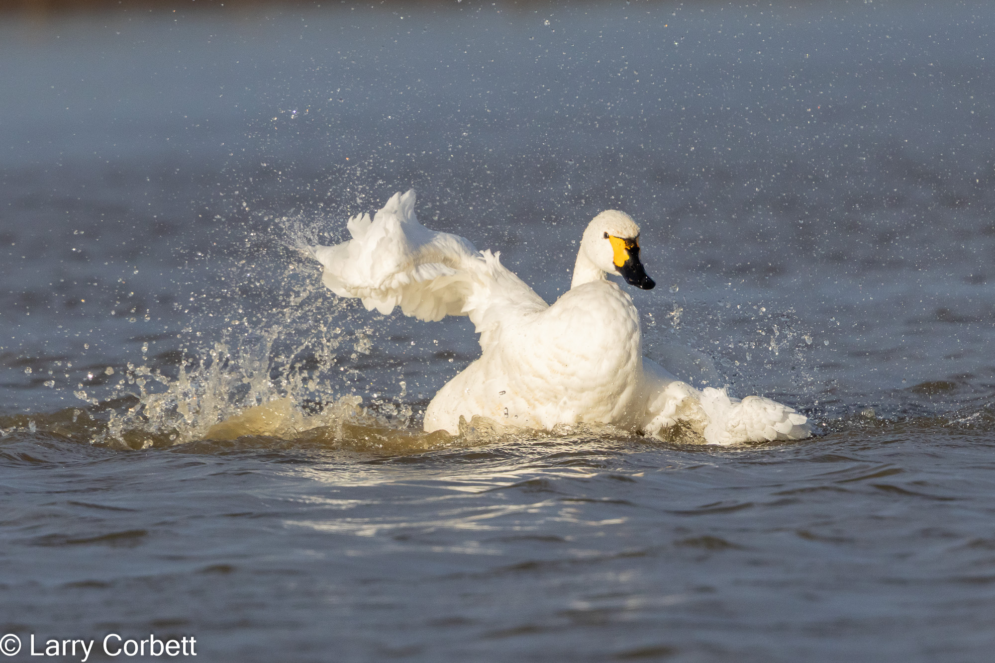 Bewick's Swan