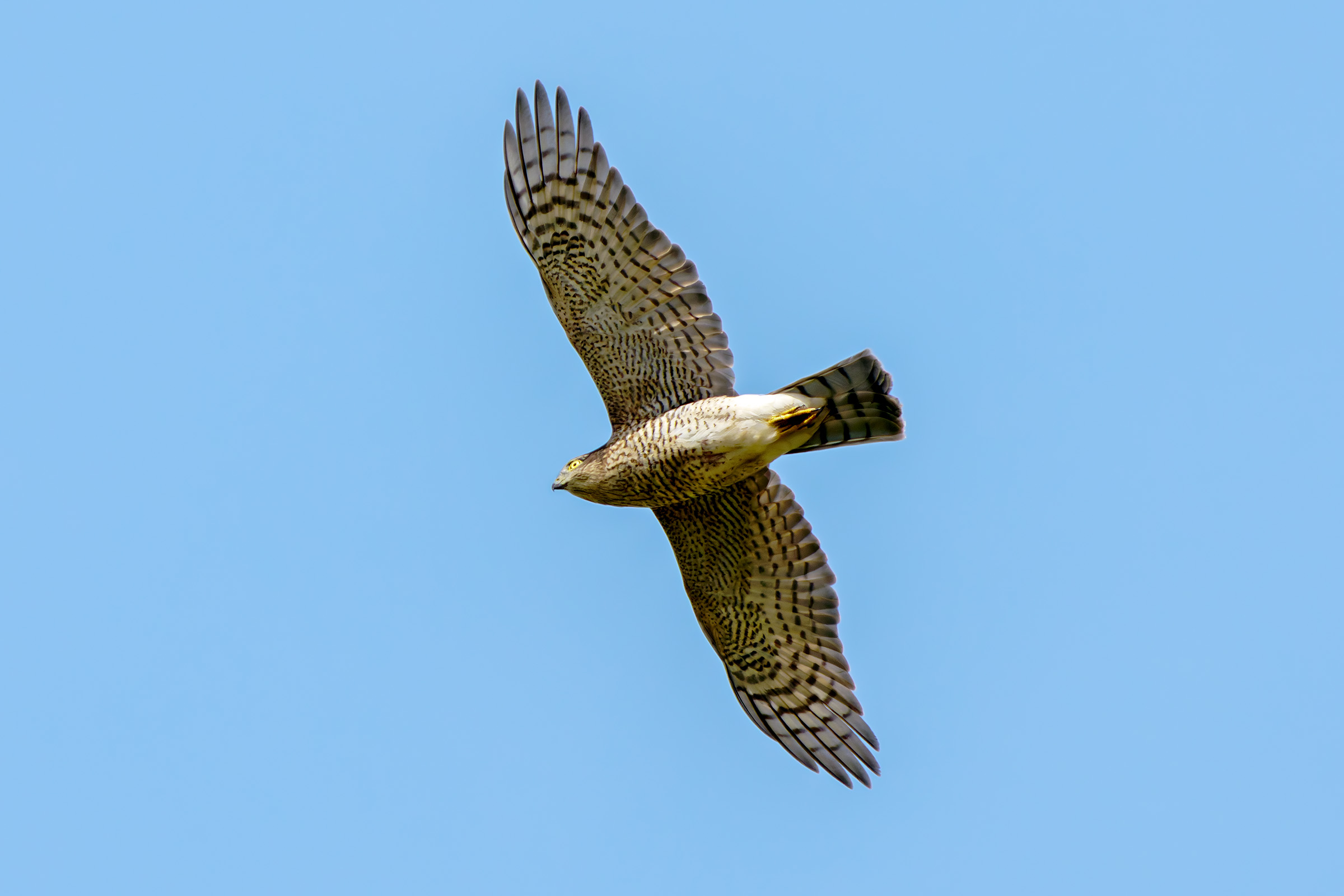 Sparrowhawk