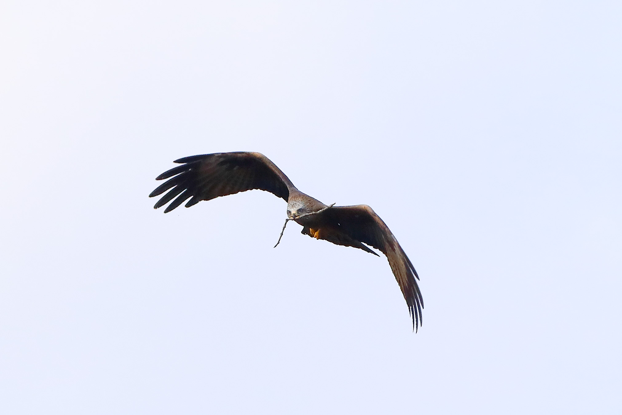 Nibbio bruno 29 marzo 2025 - 0300