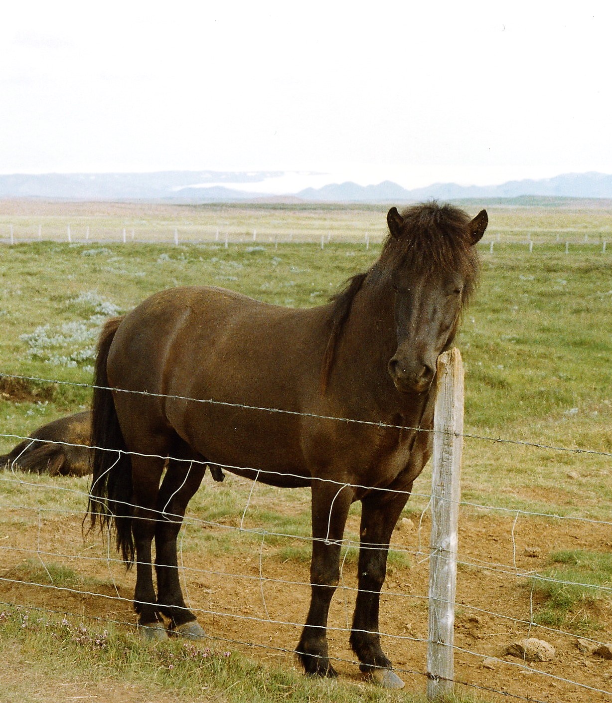 Icelandic Horse