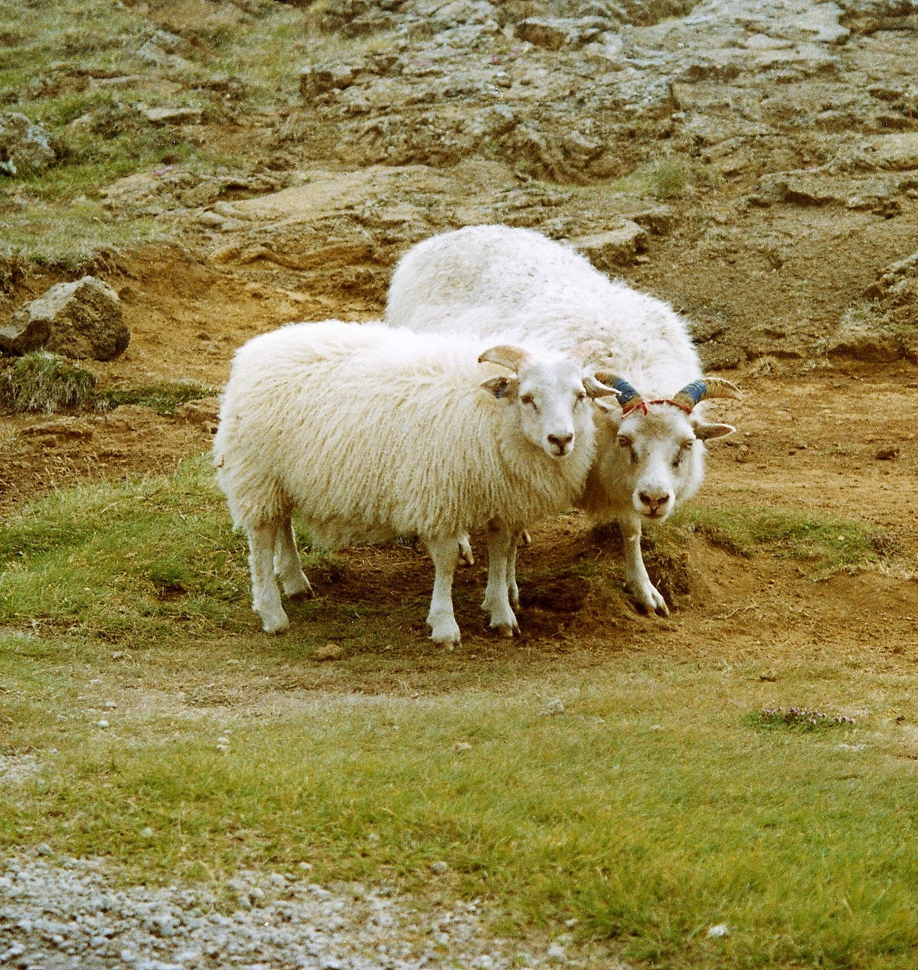 Icelandic sheep breed